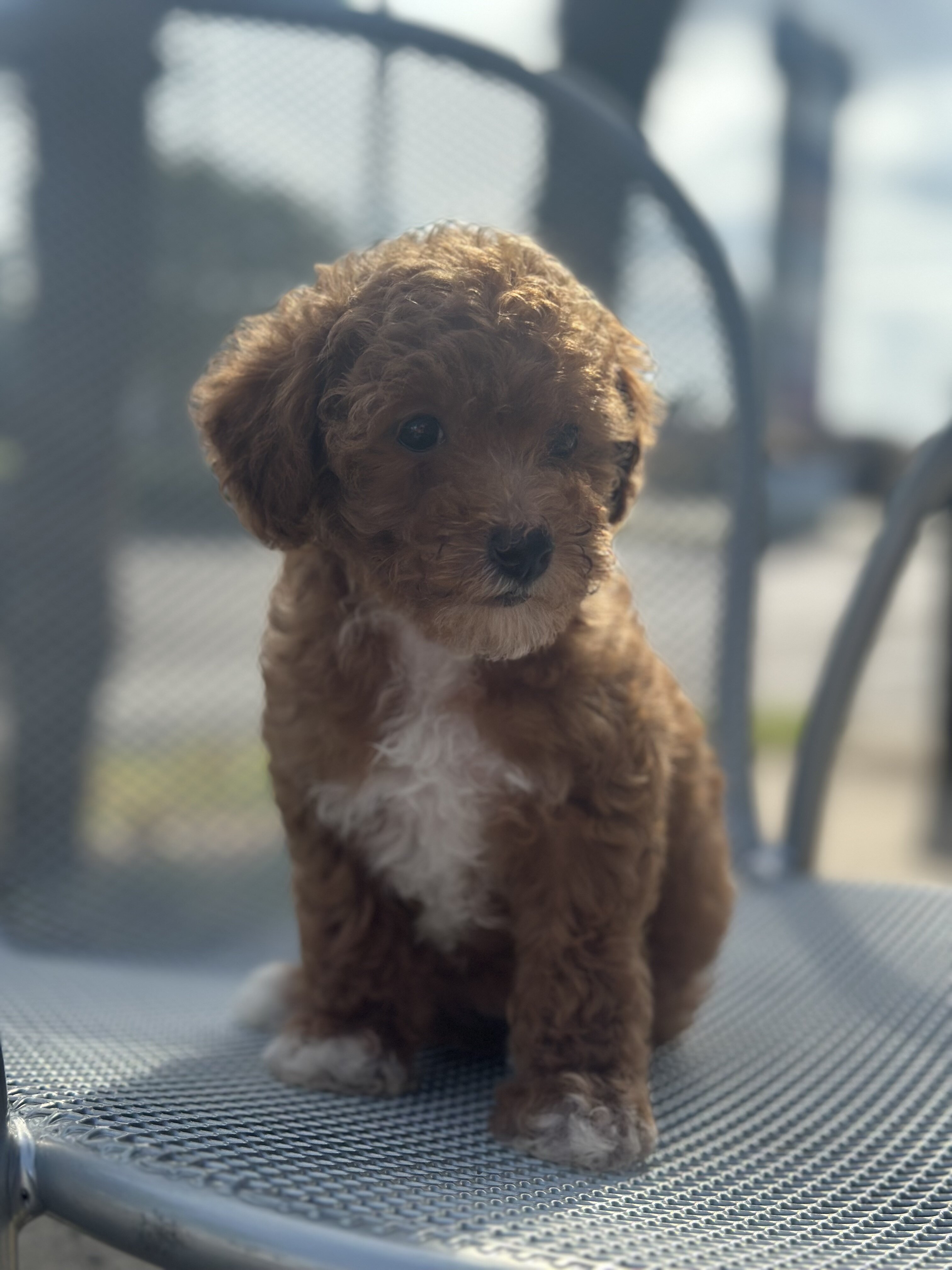 Toy poodle image 3