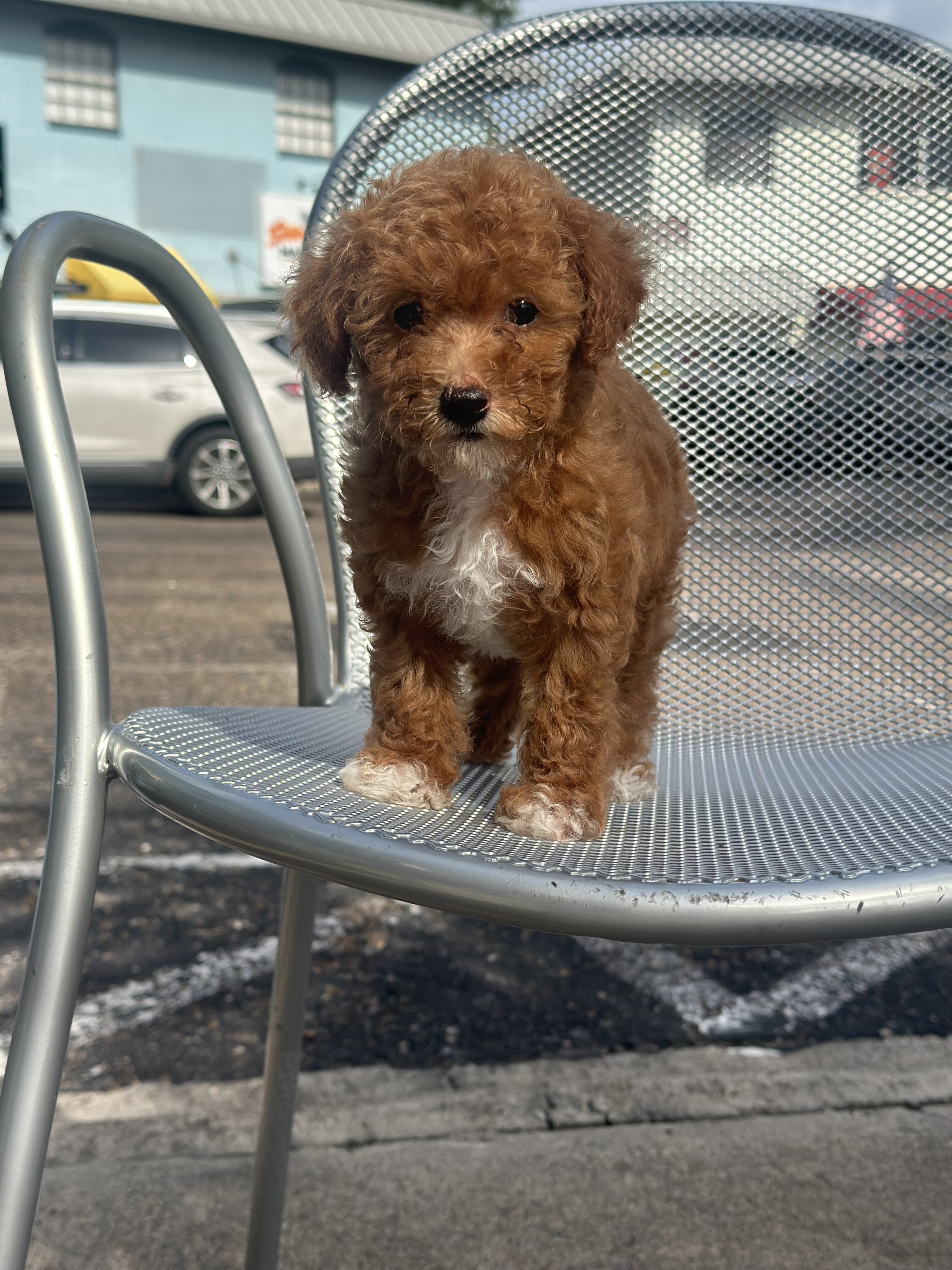 Toy poodle image 1
