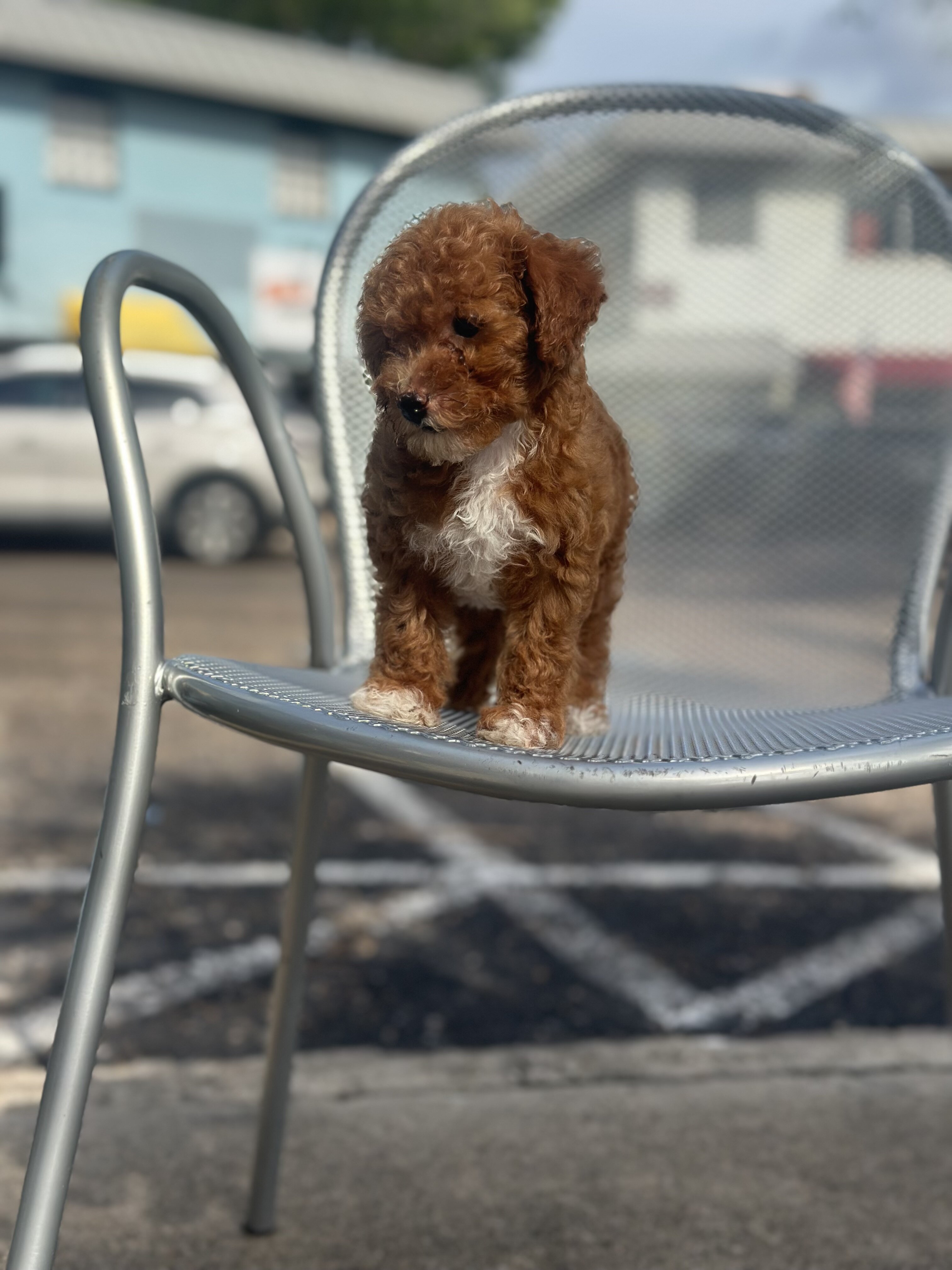 Toy poodle image 2