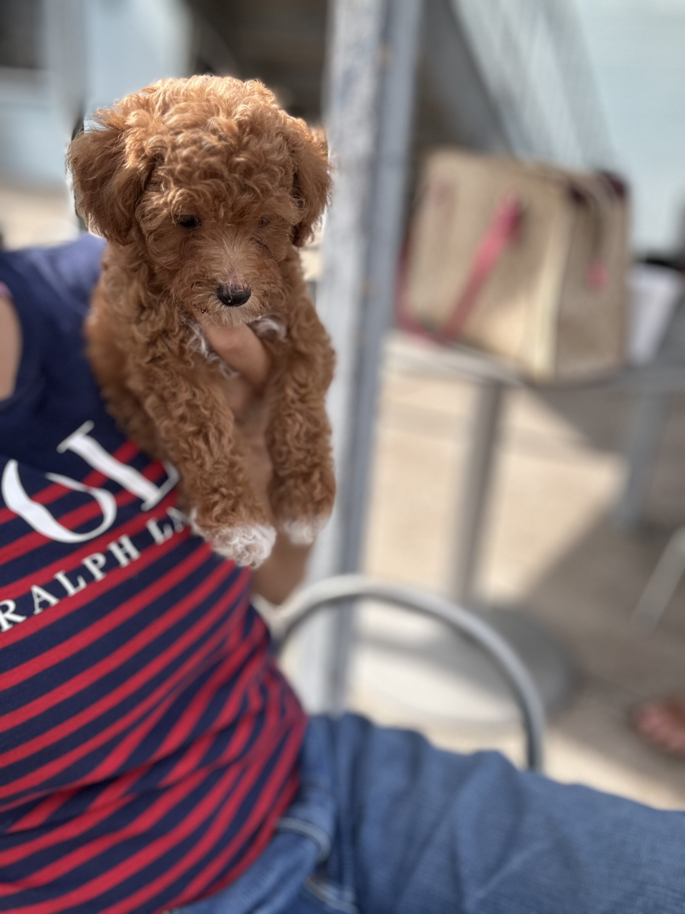 Toy poodle image 4