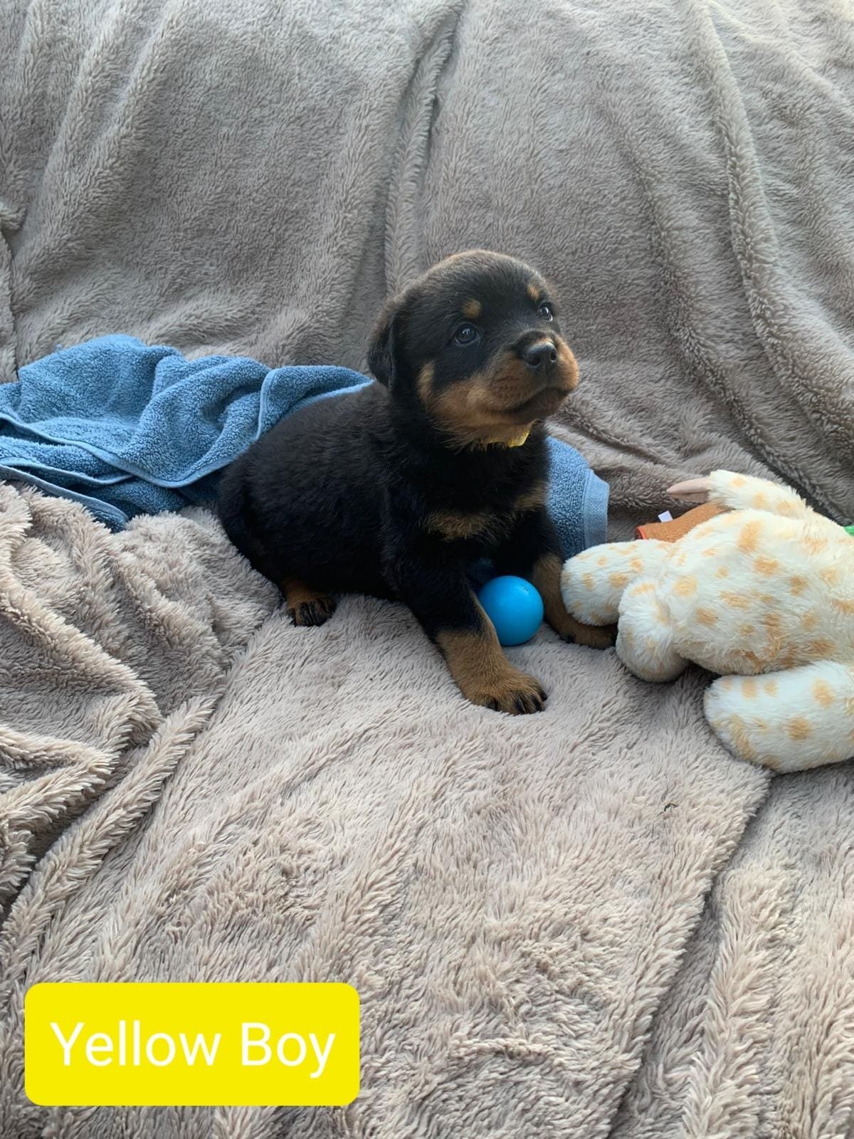 Beautiful Rottweiler puppies image 1