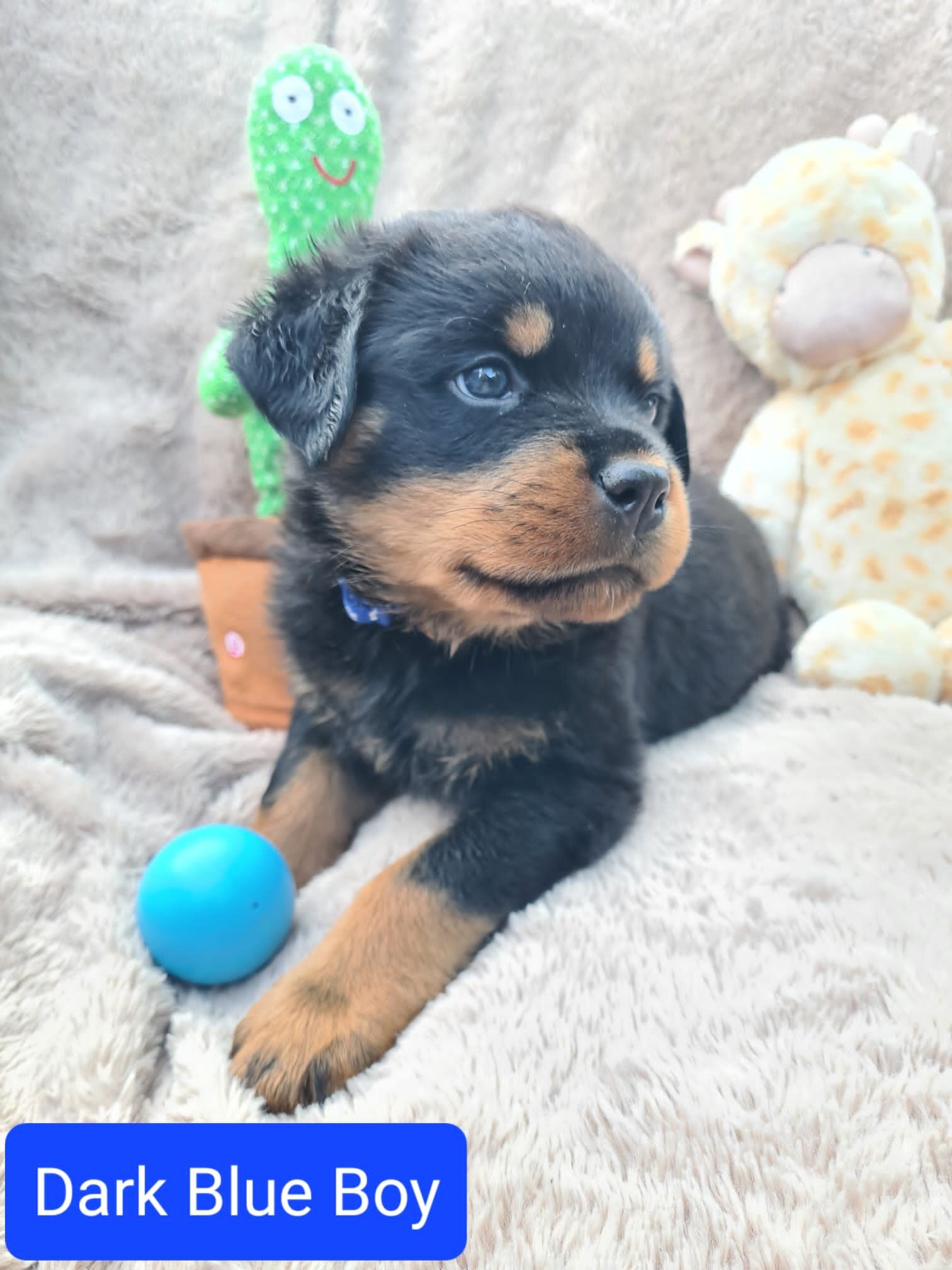 Beautiful Rottweiler puppies image 2