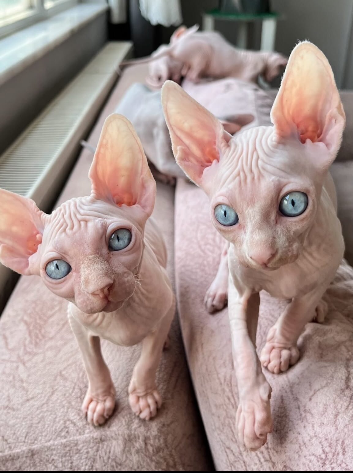 Beautiful sphinx kittens image 2