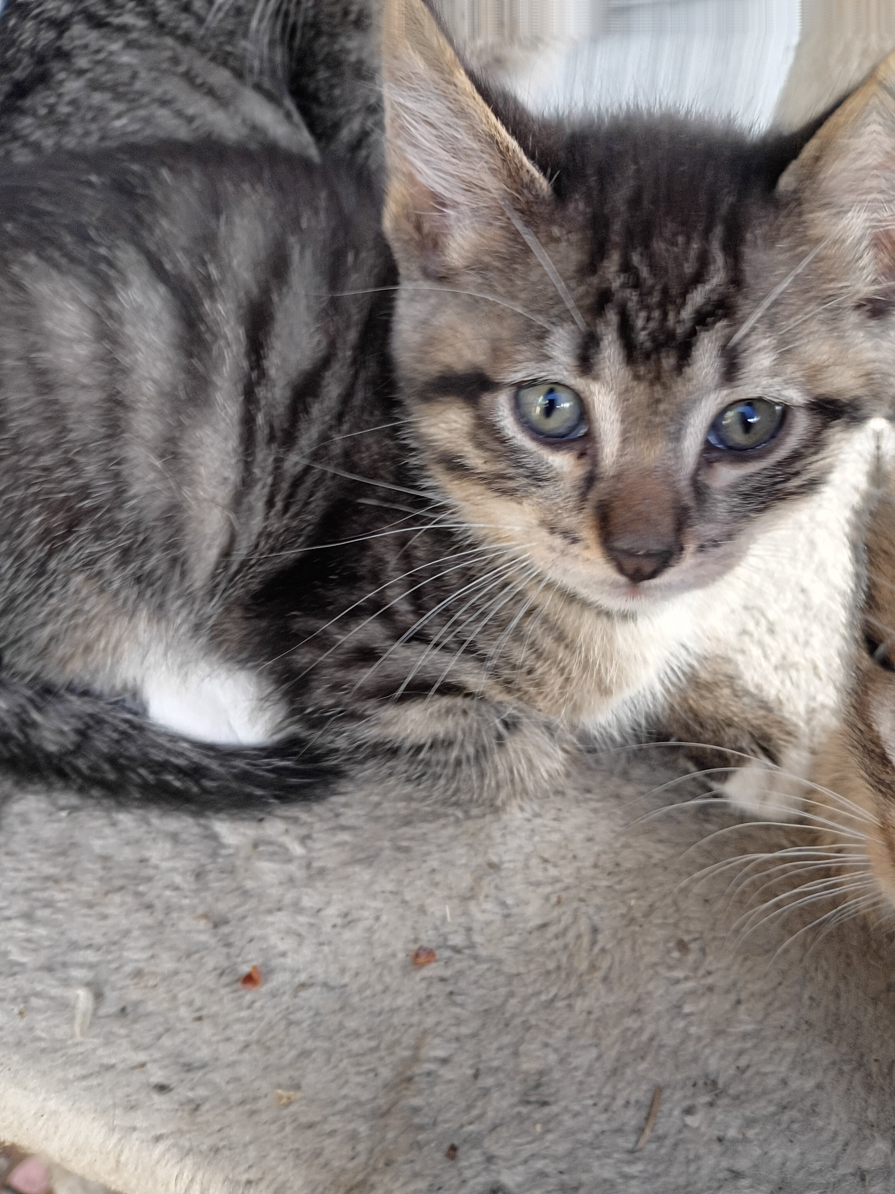 Kittens image 6