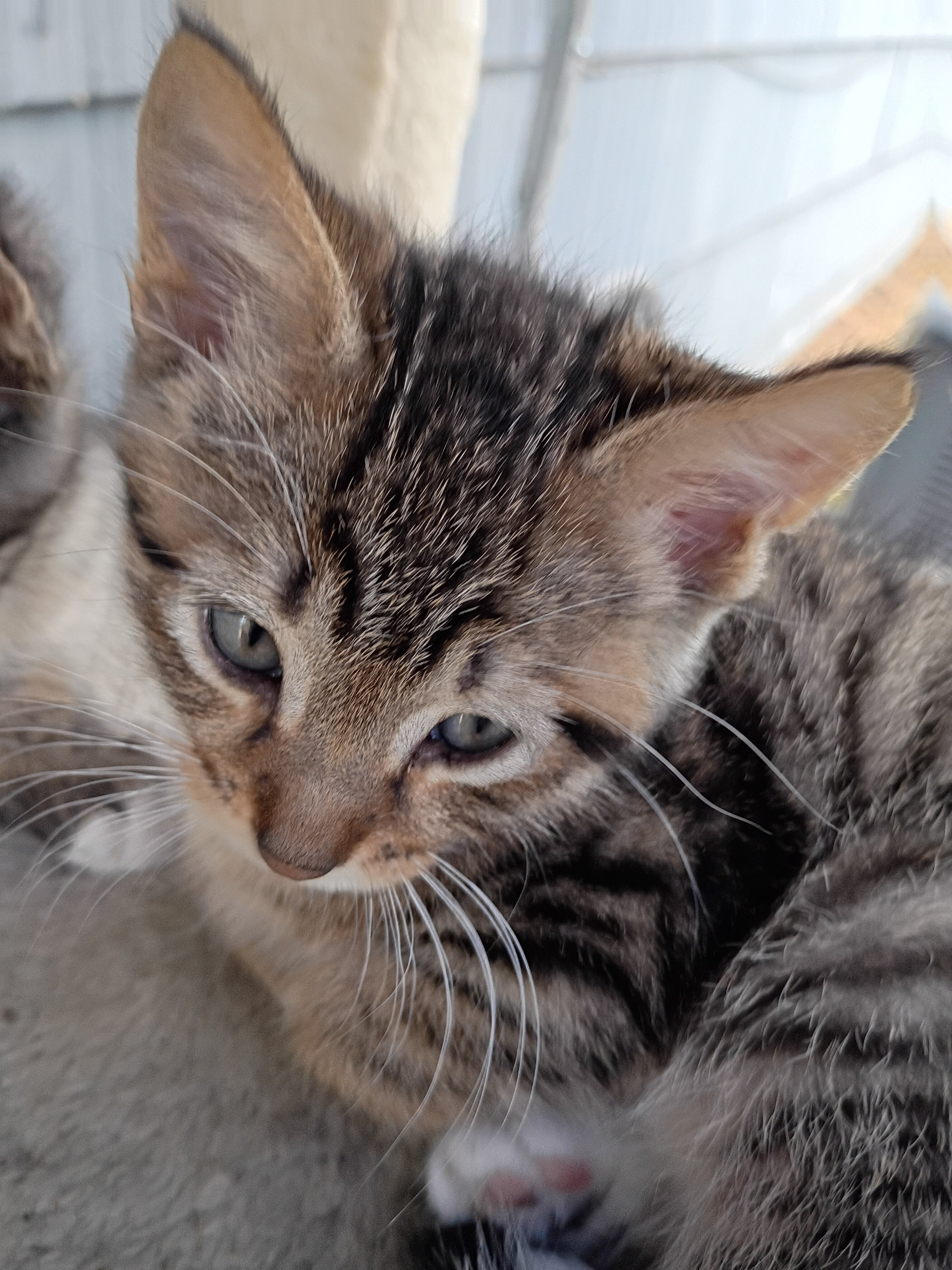 Kittens image 5