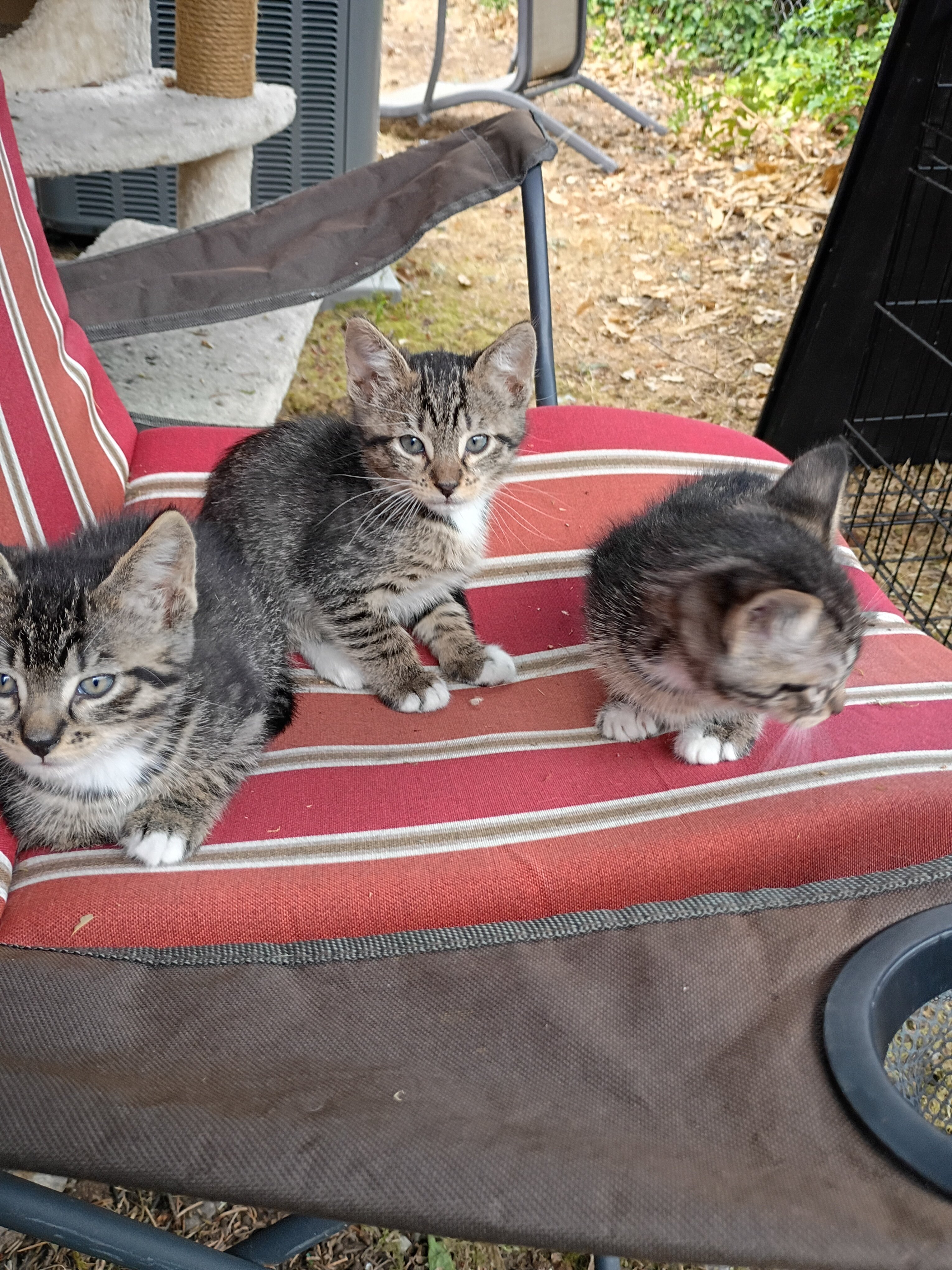 Kittens image 4