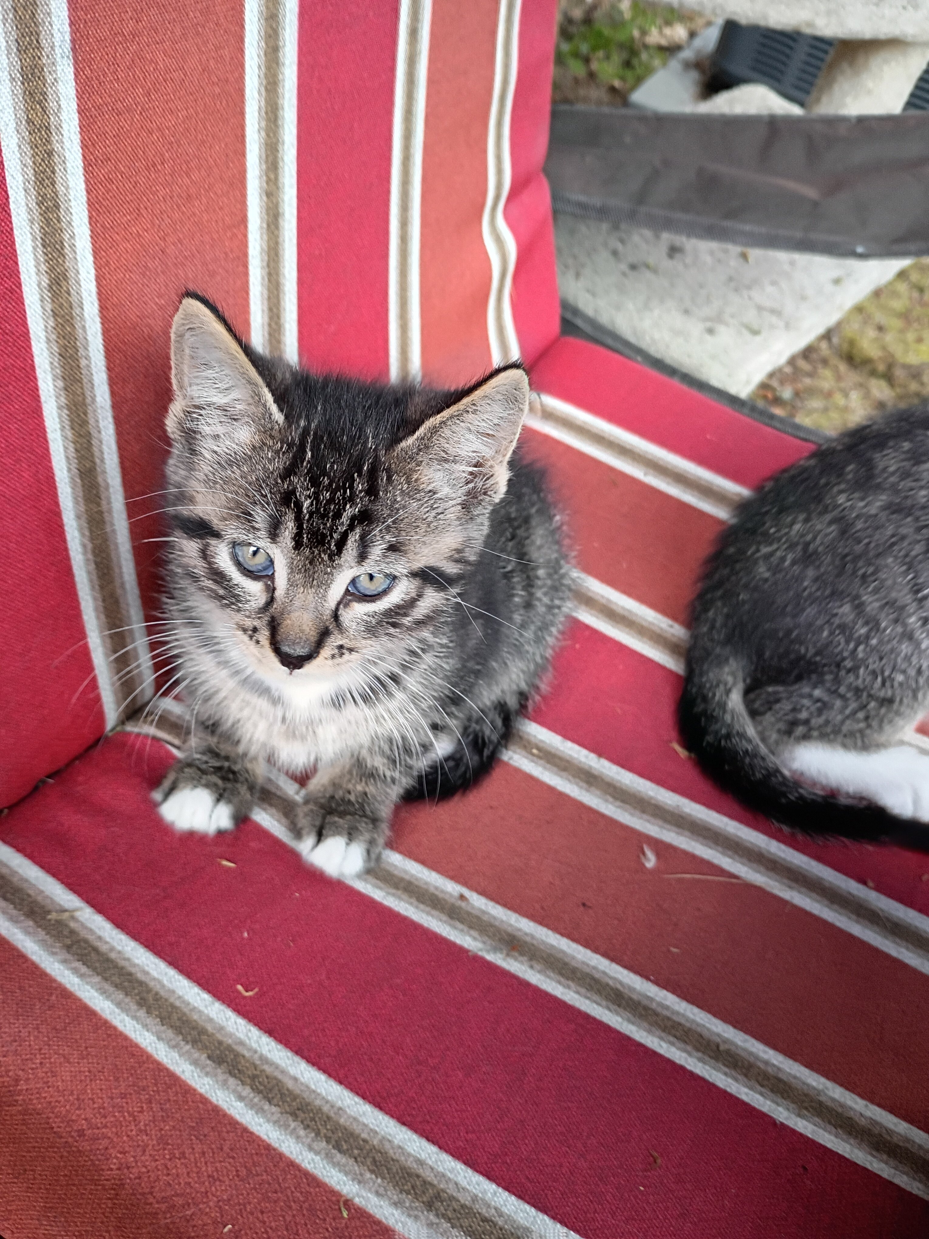 Kittens image 3