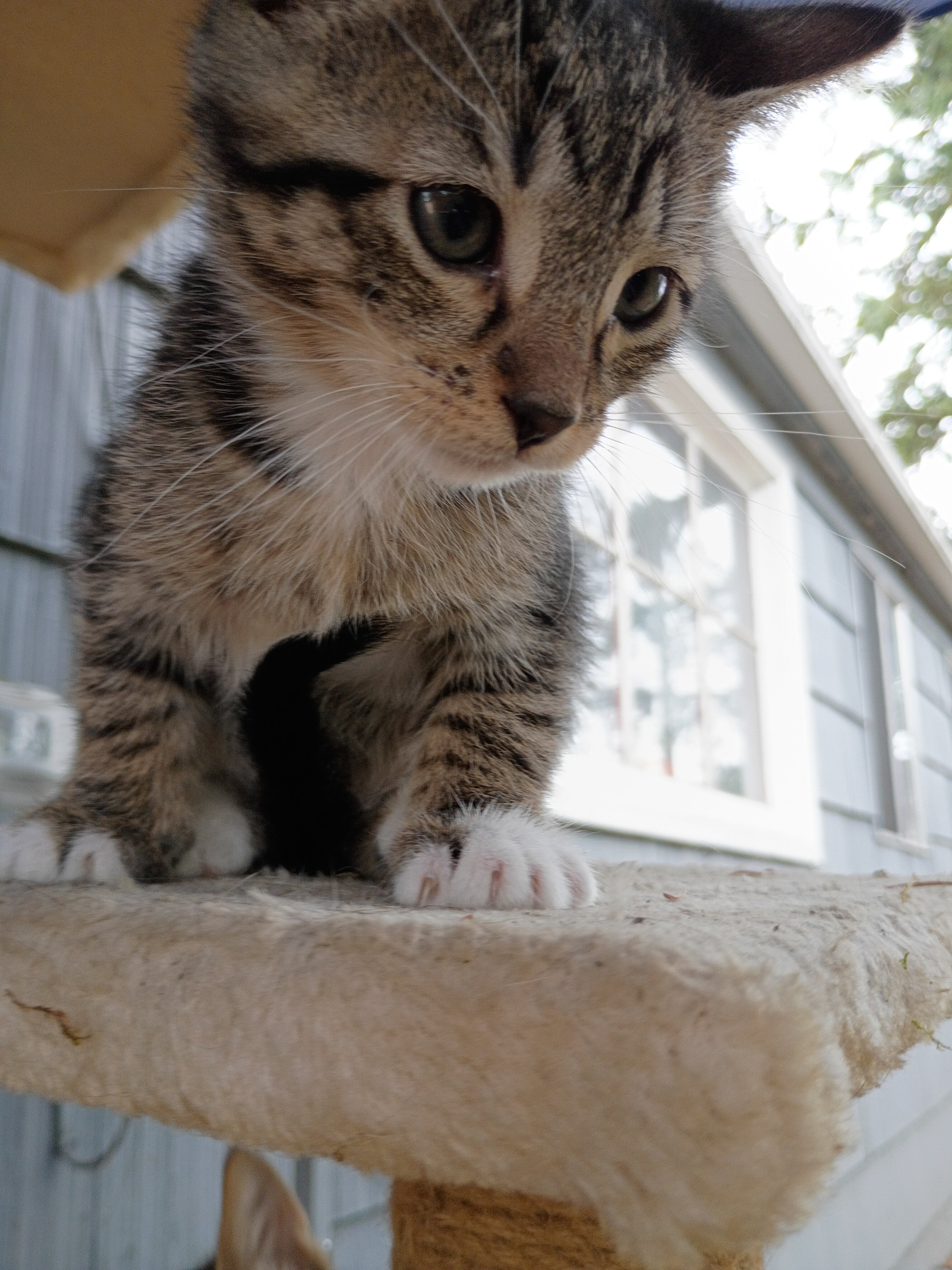 Kittens image 2
