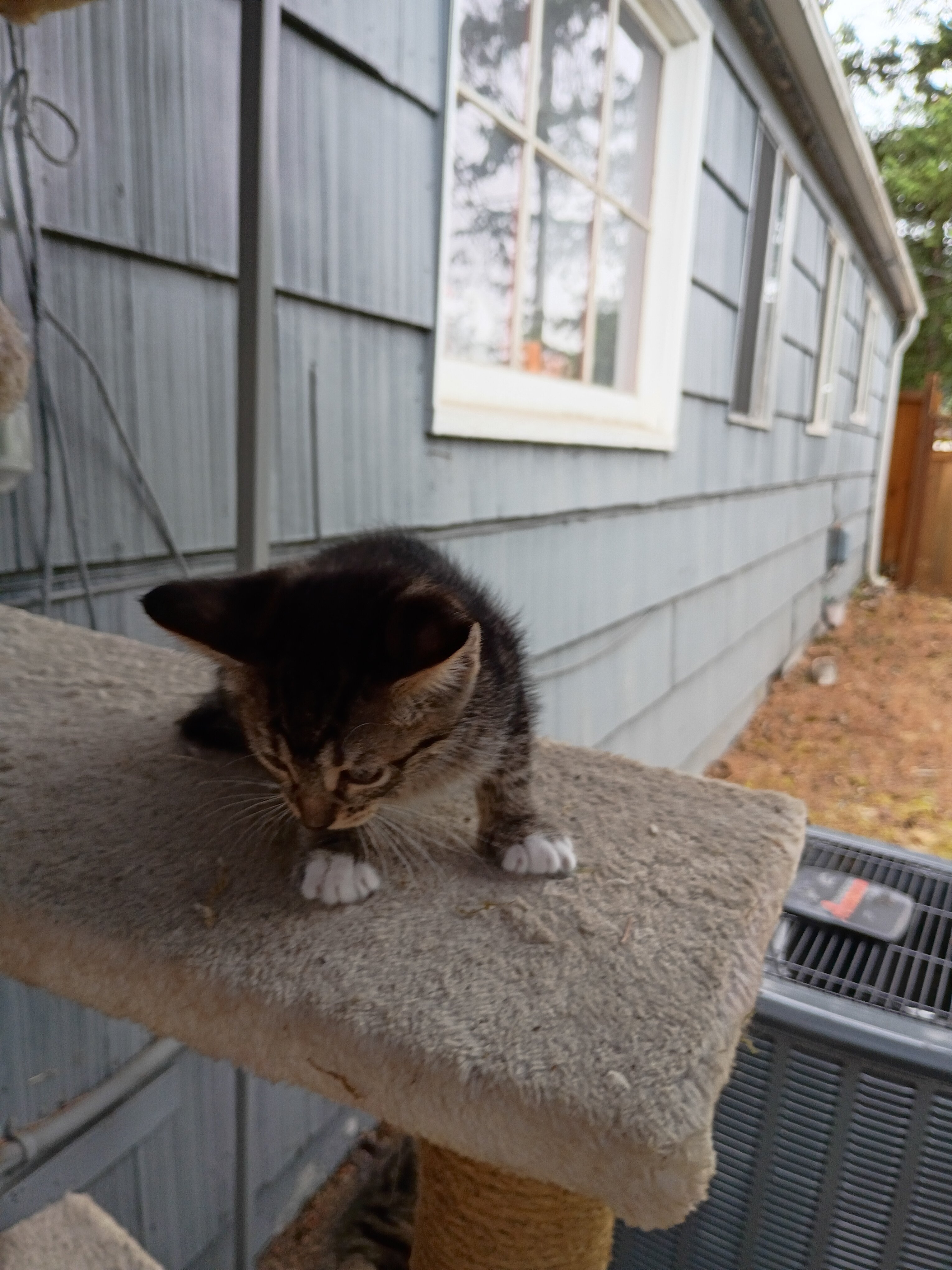 Kittens image 1