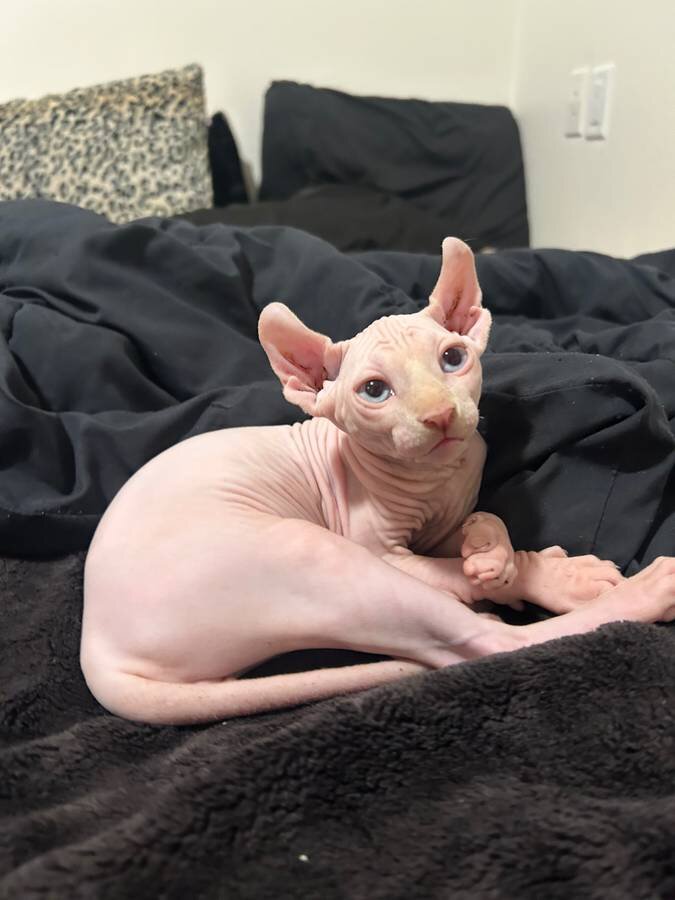 Beautiful sphynx kittens image 1