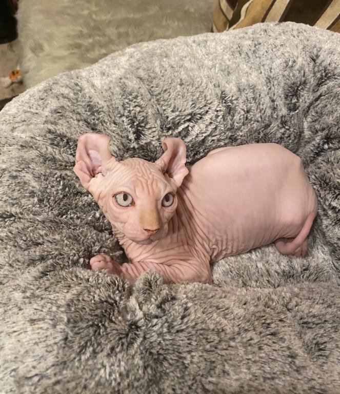 Beautiful sphynx kittens image 2