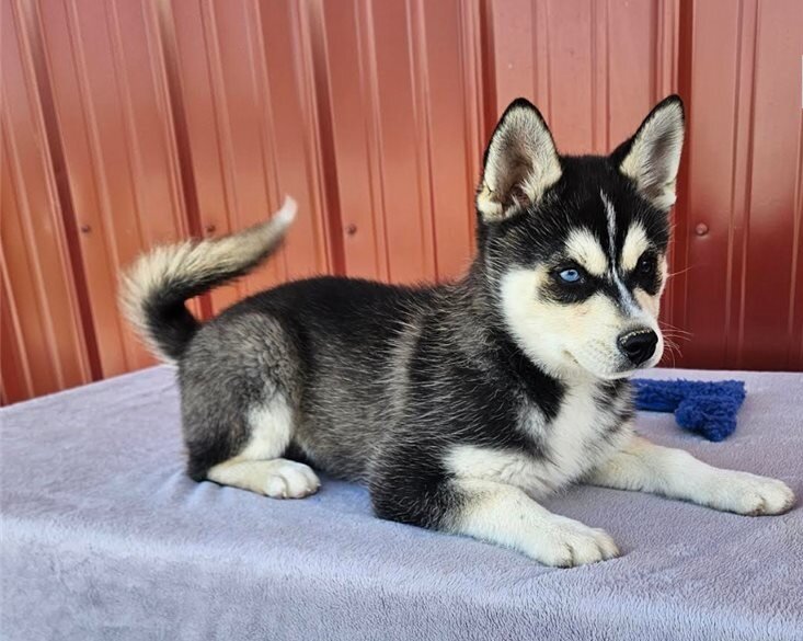 Alaskan Klee Kai Puppies For Sale image 1