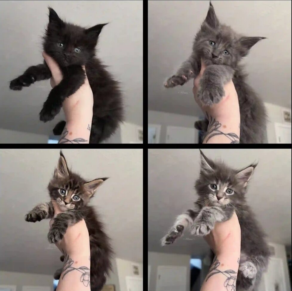 Maine coons image 2