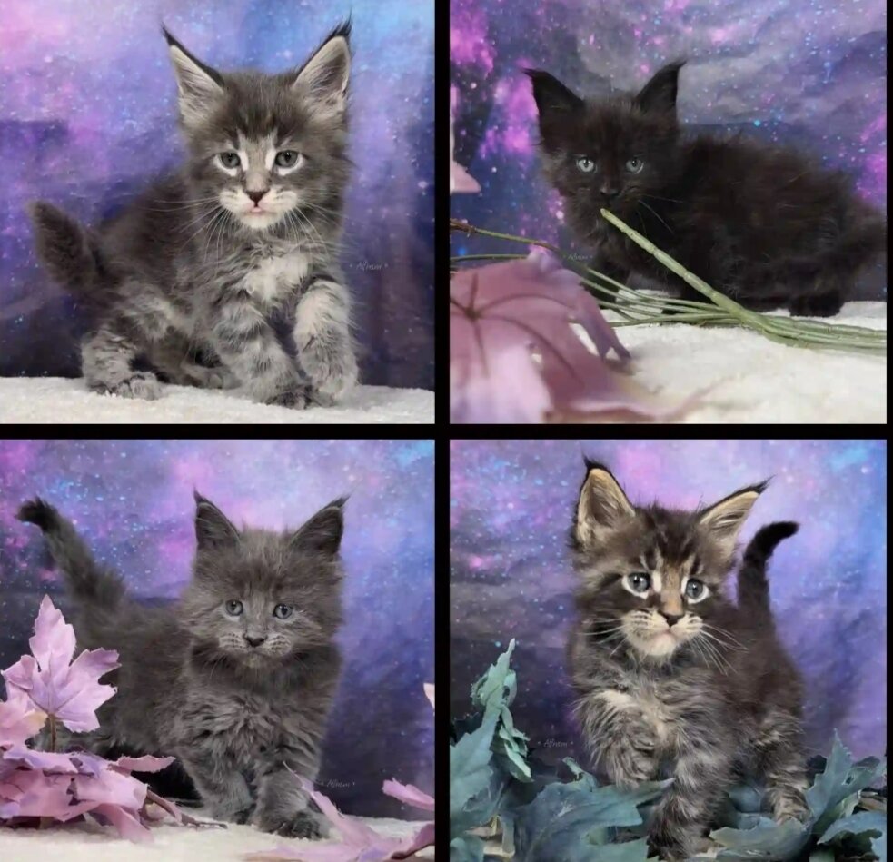 Maine coons image 4