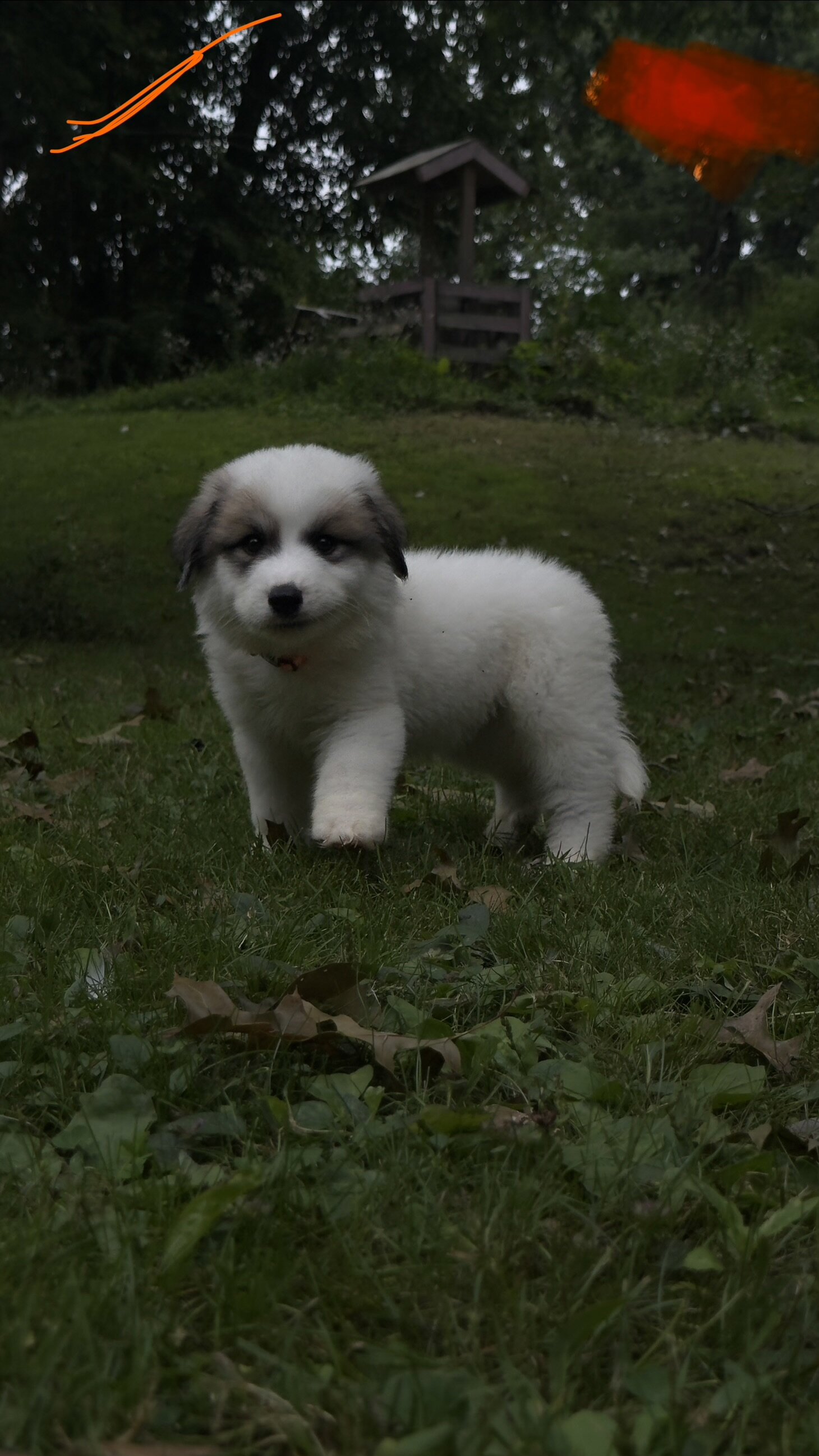 Great Pyrenees Pup image 3