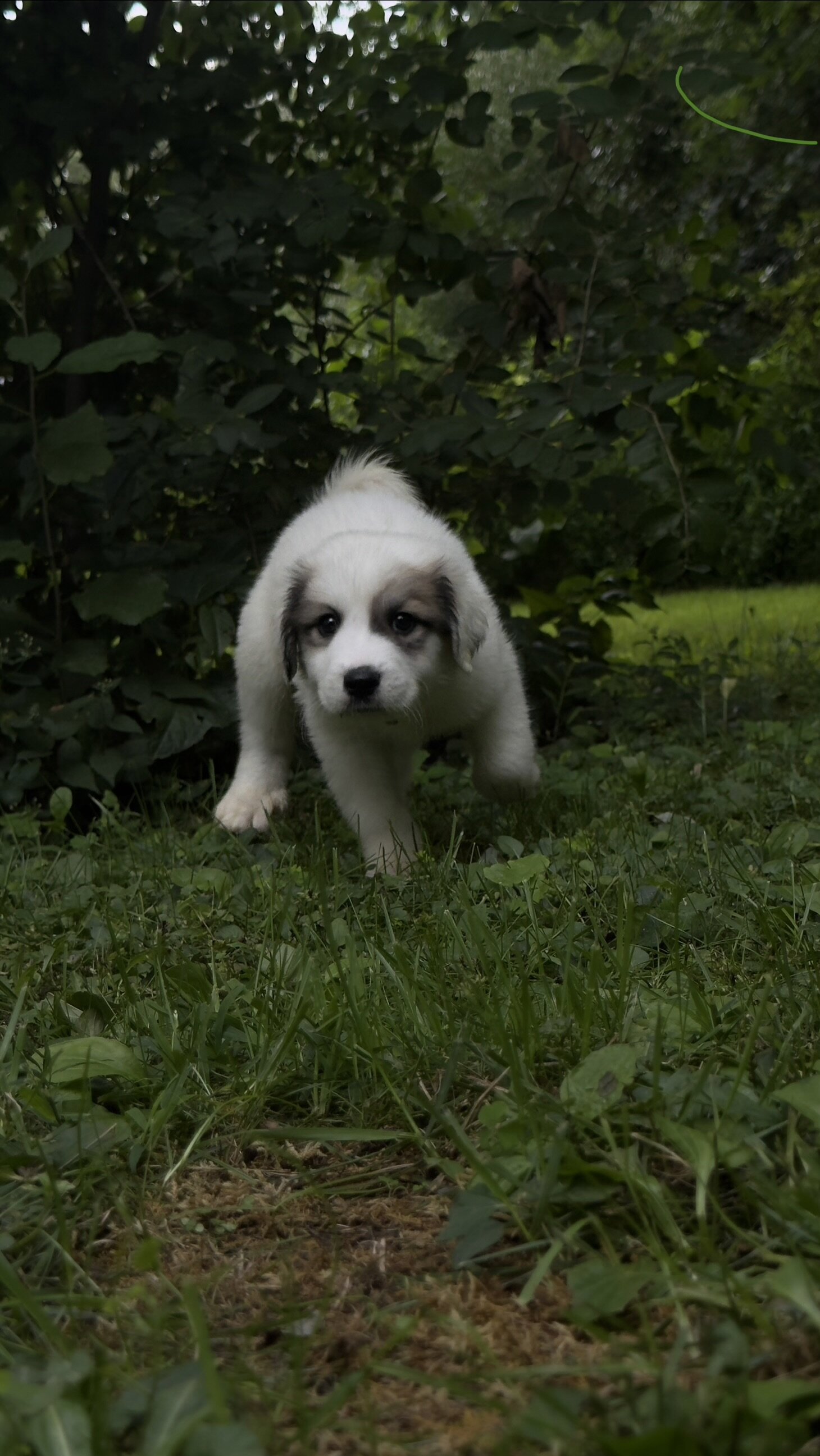 Great Pyrenees Pup image 2