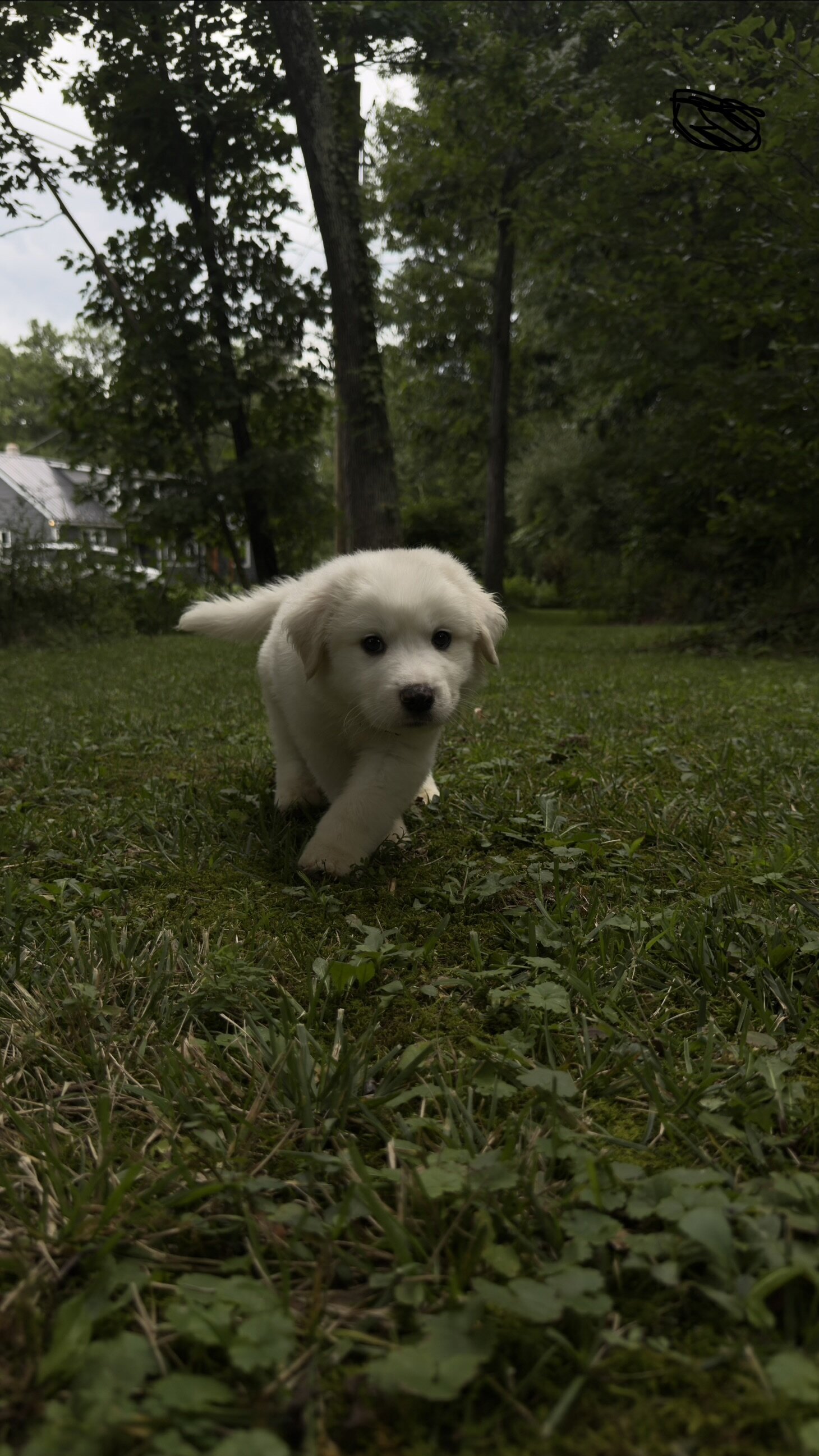 Great Pyrenees Pup image 5