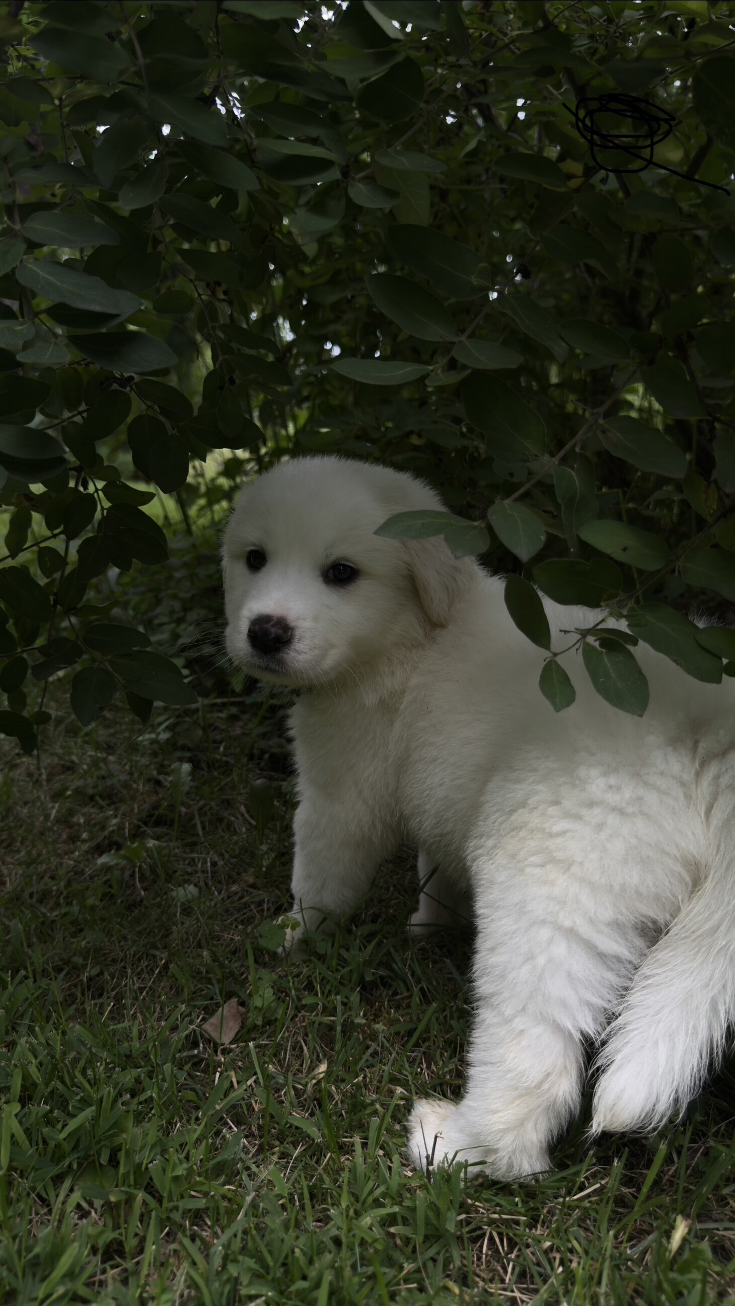 Great Pyrenees Pup image 4