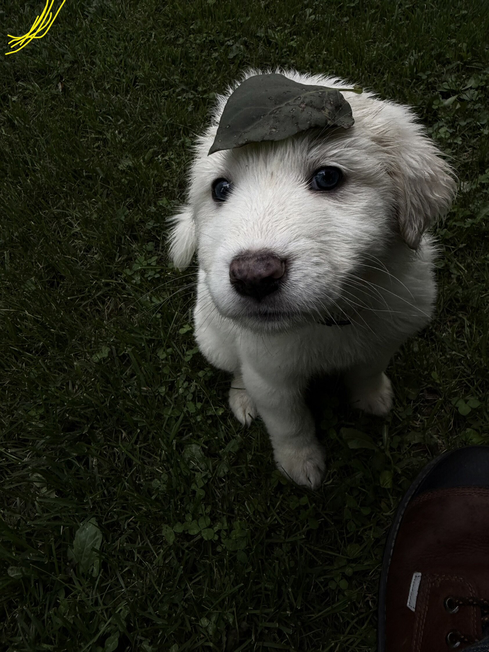 Great Pyrenees Pup image 1