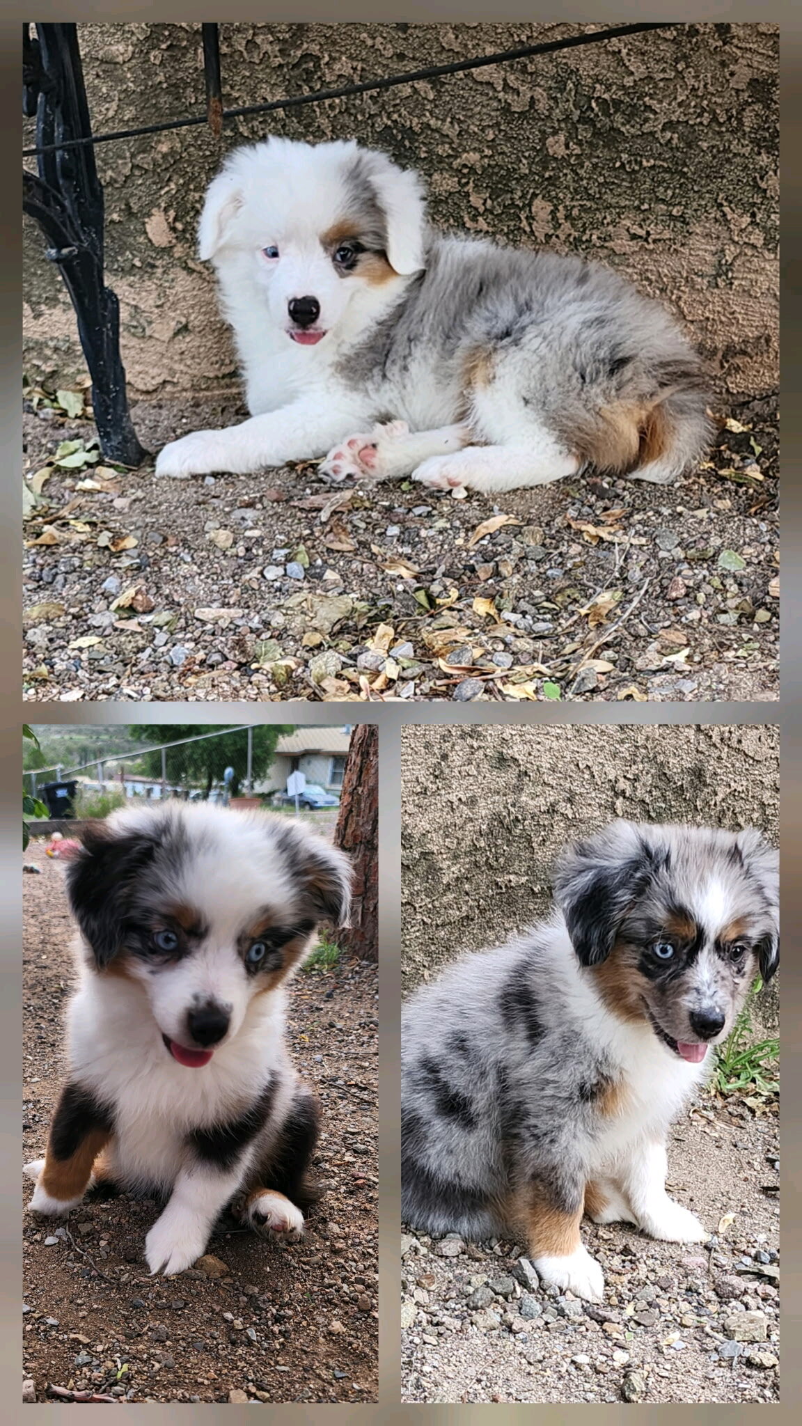 Mini Australian Shepherd Puppies image 1