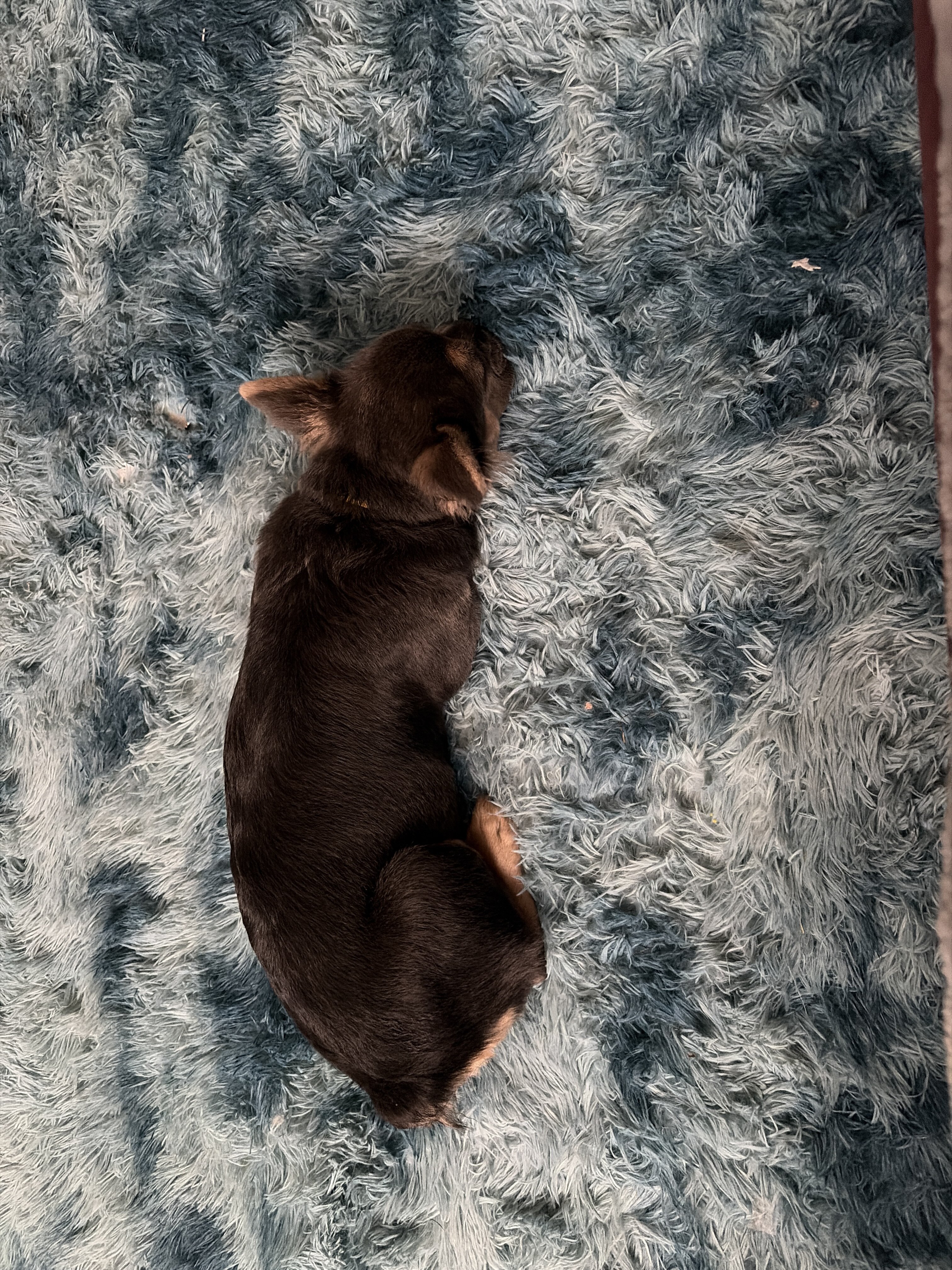 Fluffy frenchie image 4