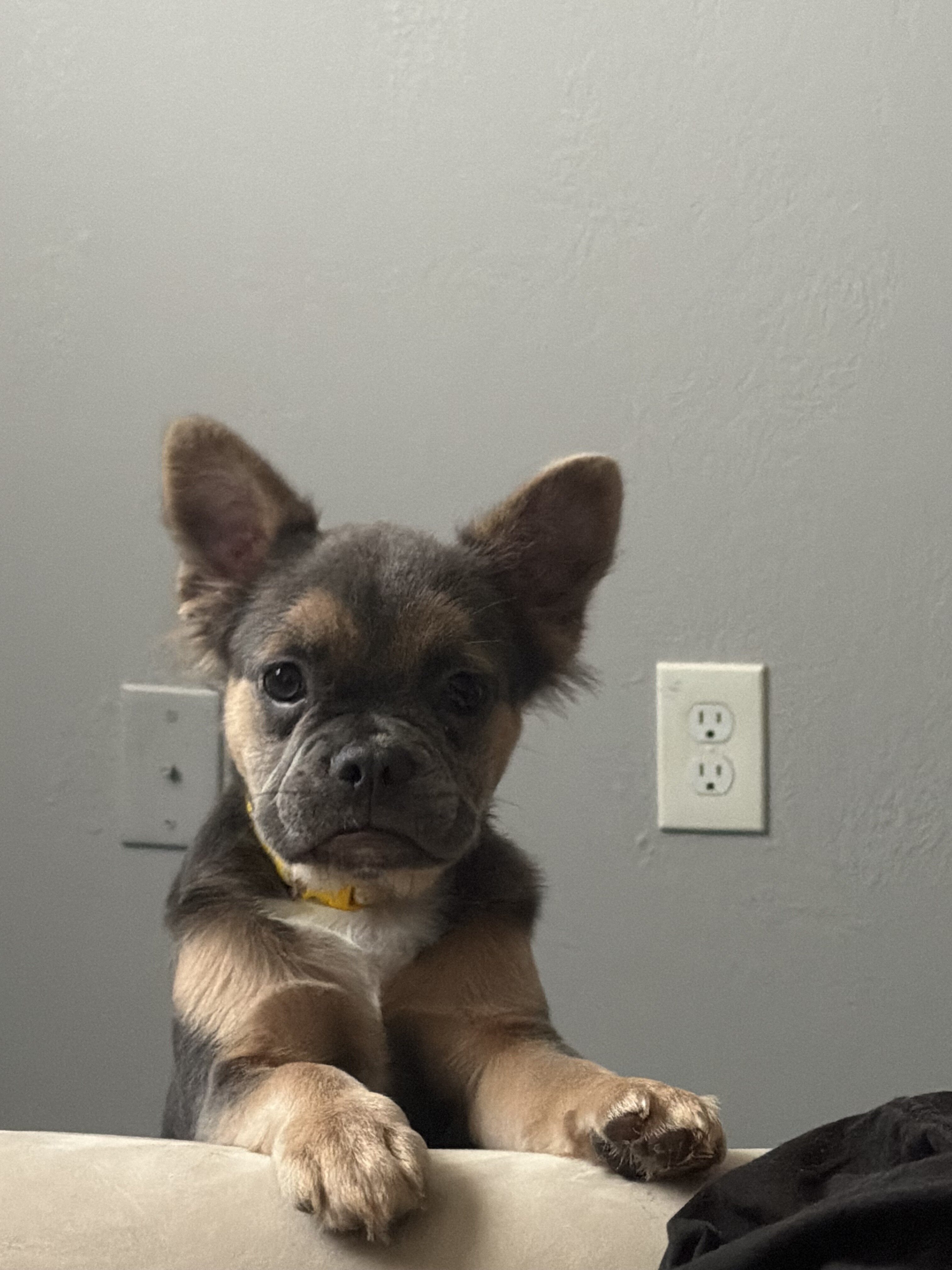 Fluffy frenchie image 1