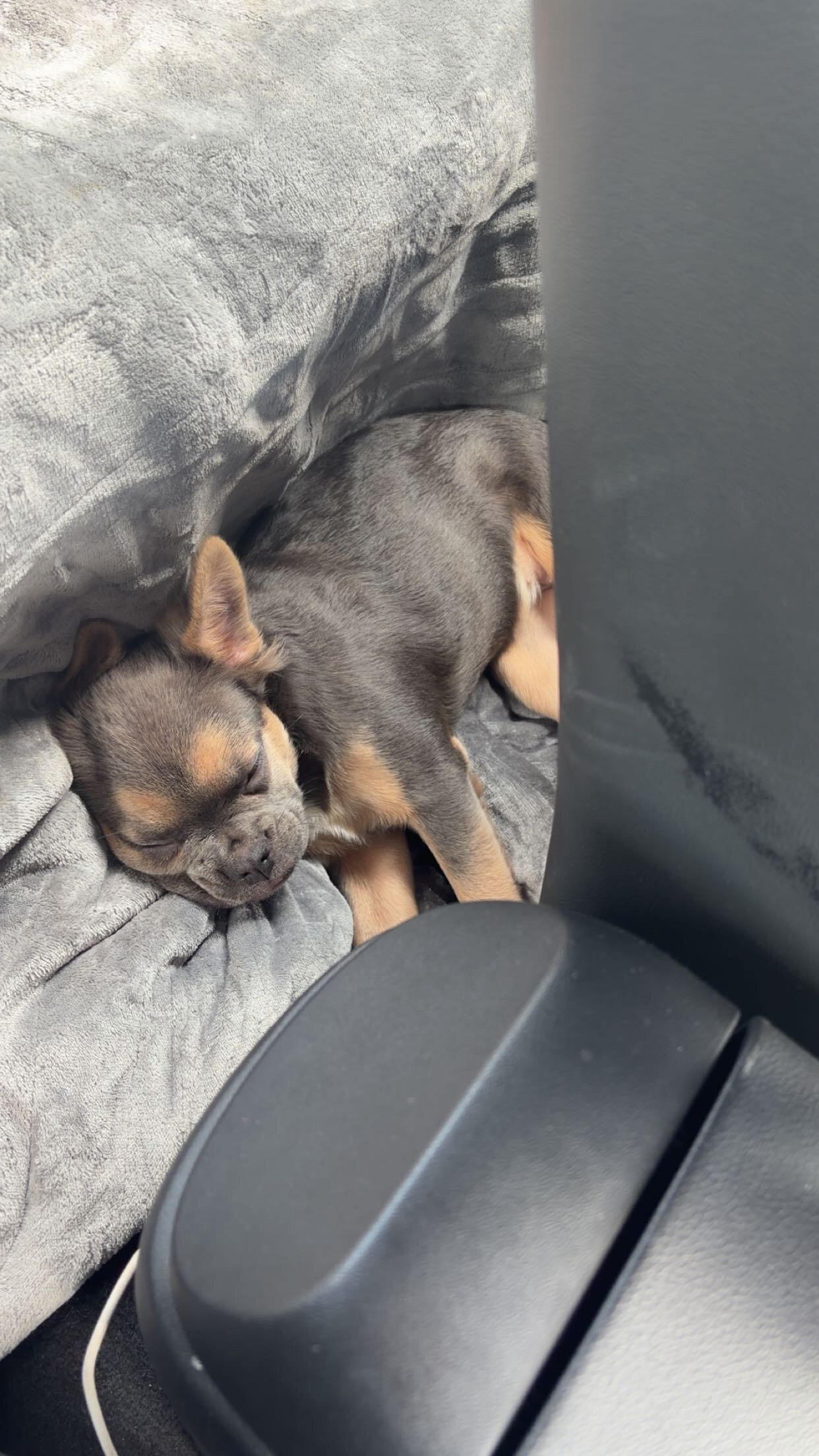 Fluffy frenchie image 3