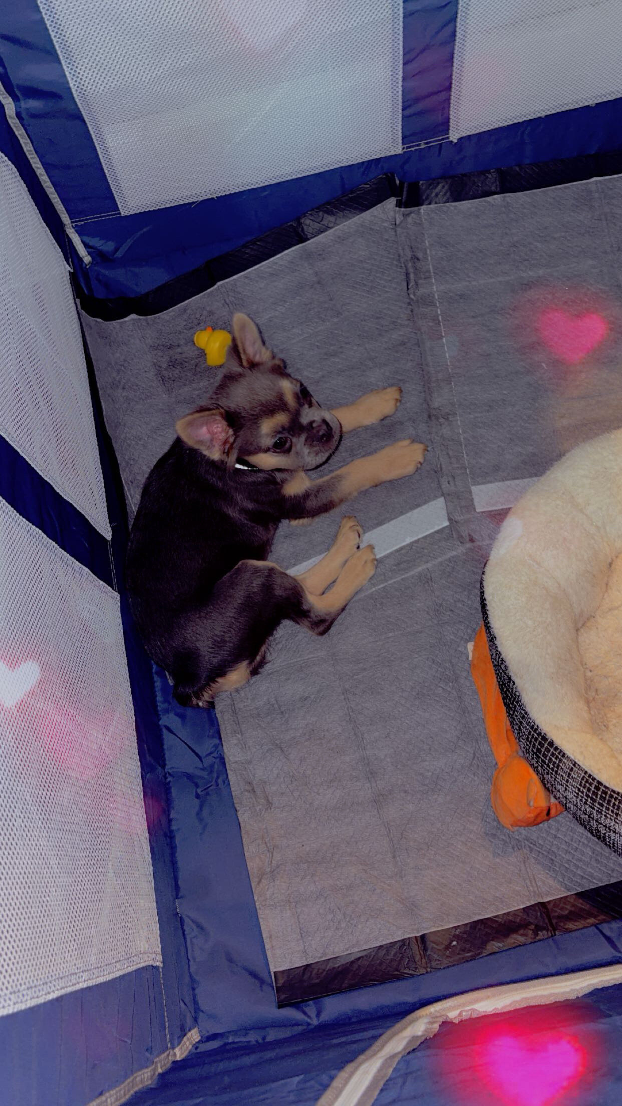 Fluffy frenchie image 2