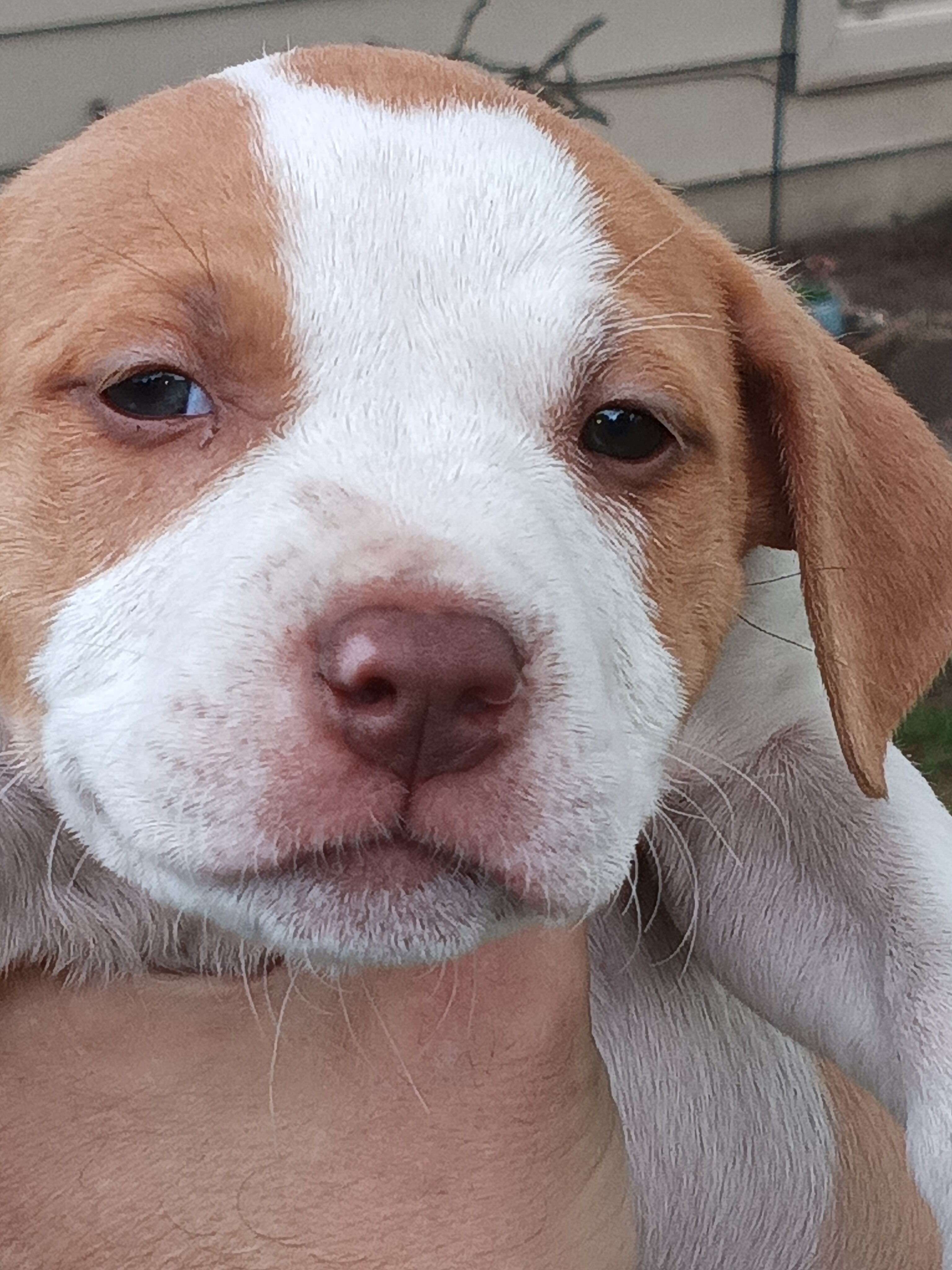 Razor Edge Bully Pitbull Puppies image 1