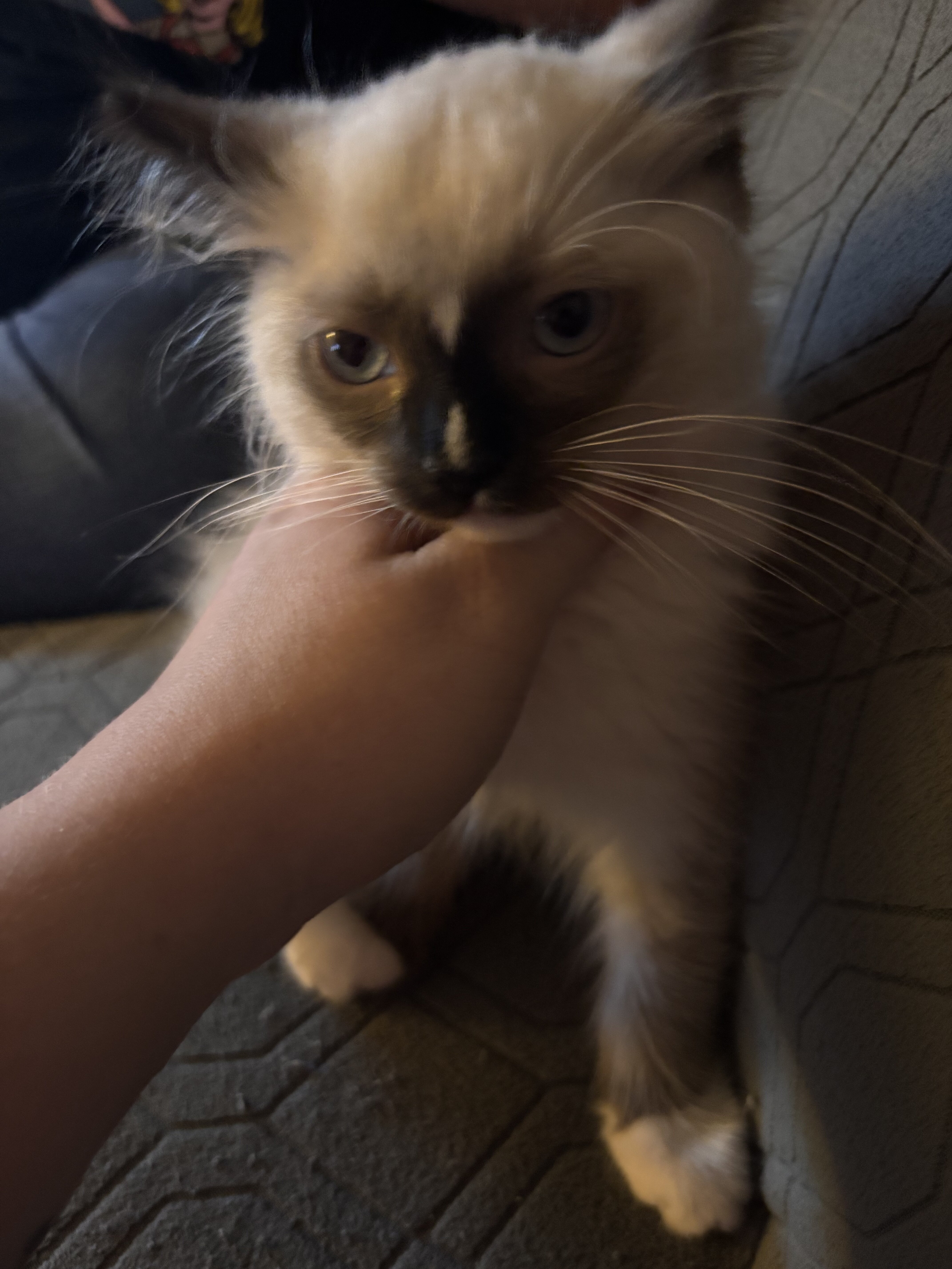 Ragdoll kitten image 4