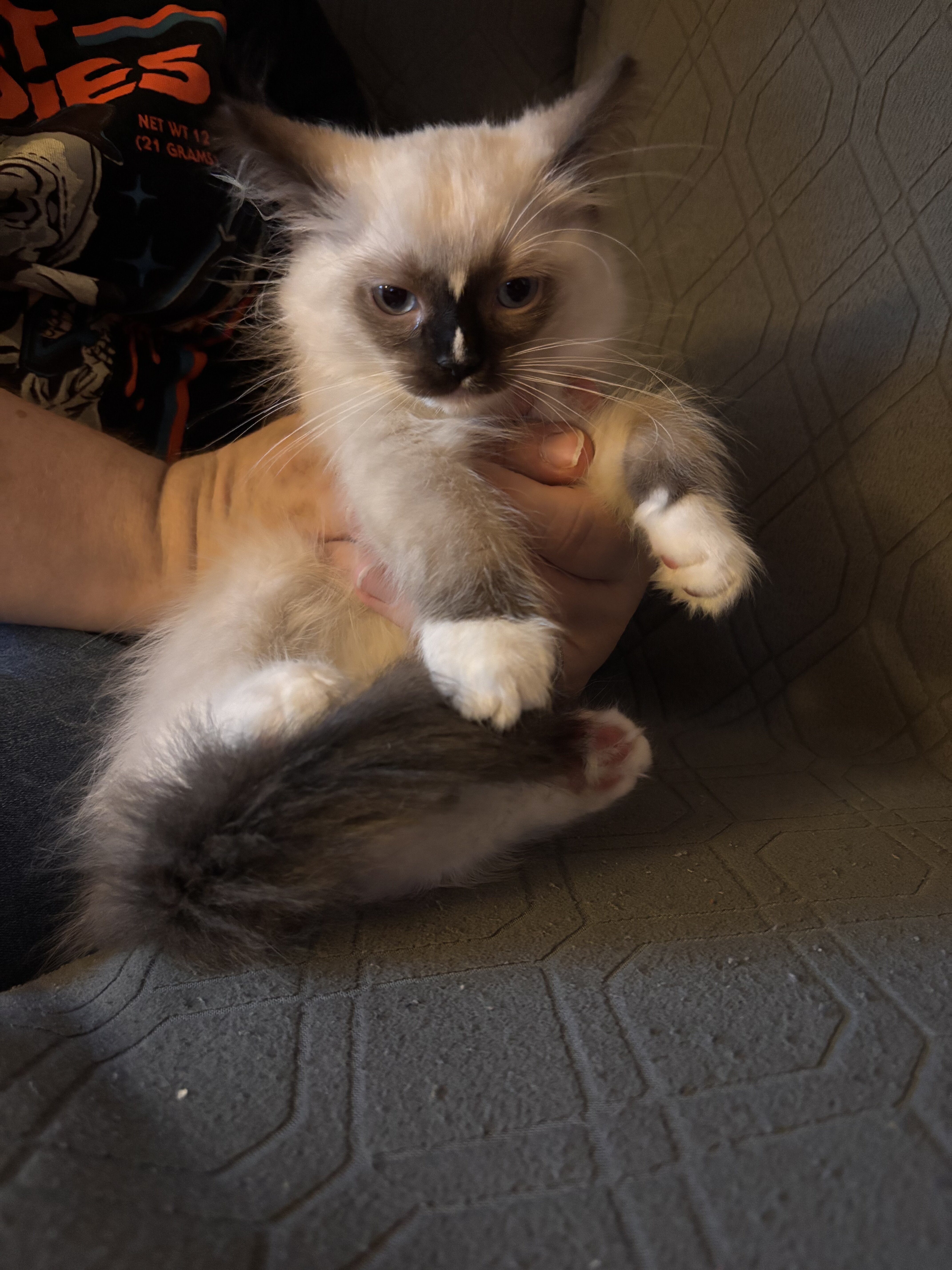 Ragdoll kitten image 5