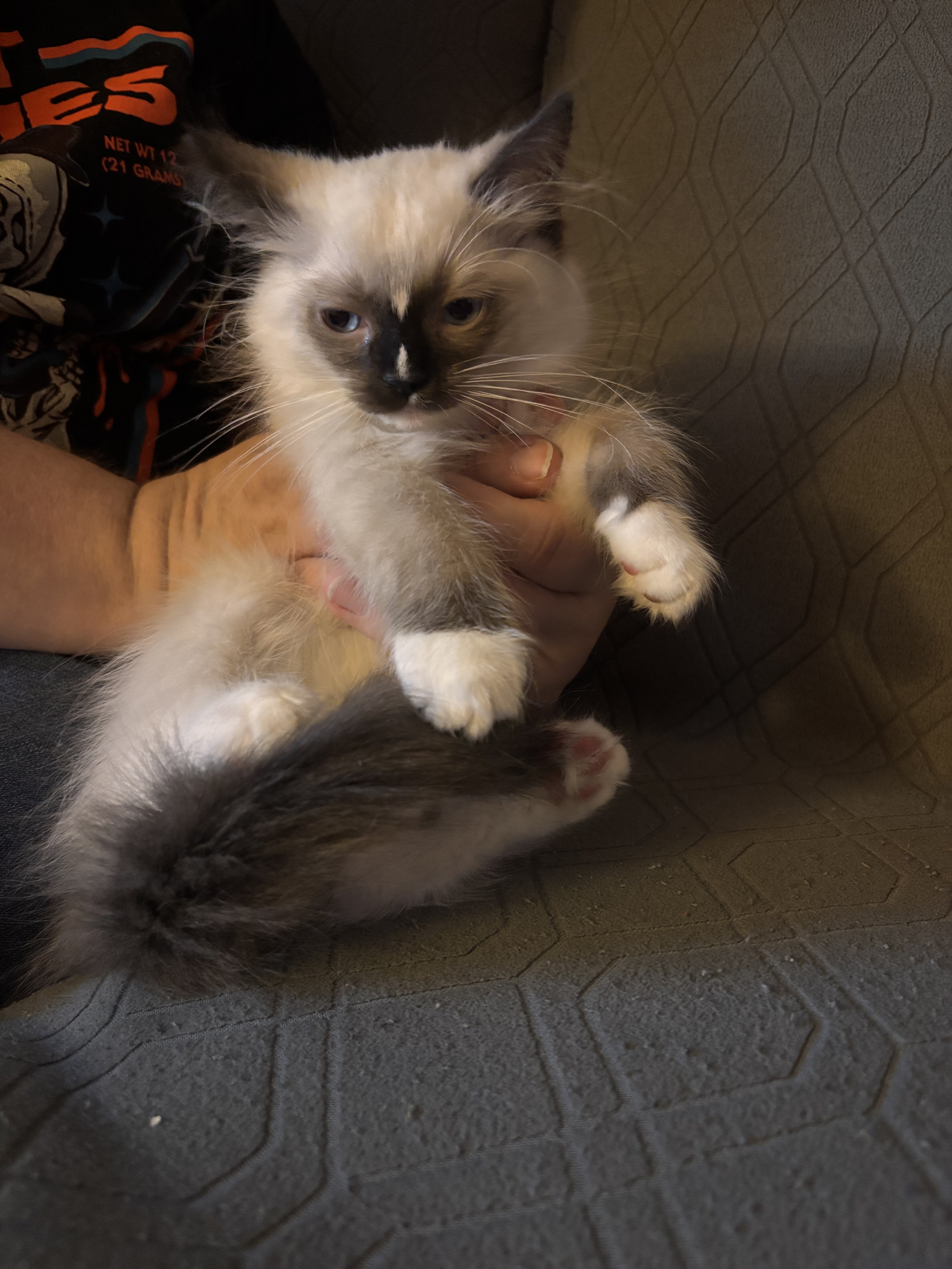 Ragdoll kitten image 2