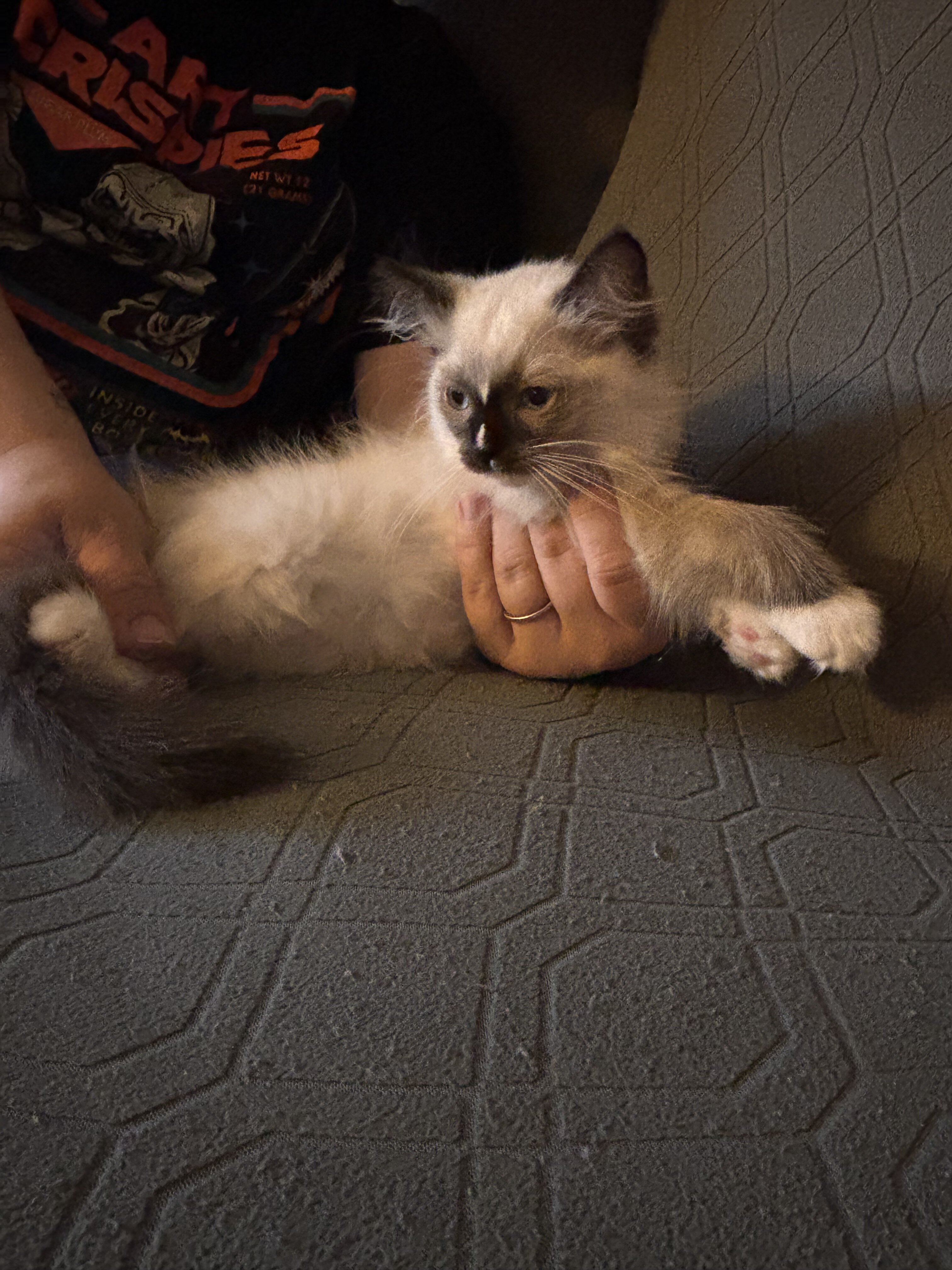 Ragdoll kitten image 3