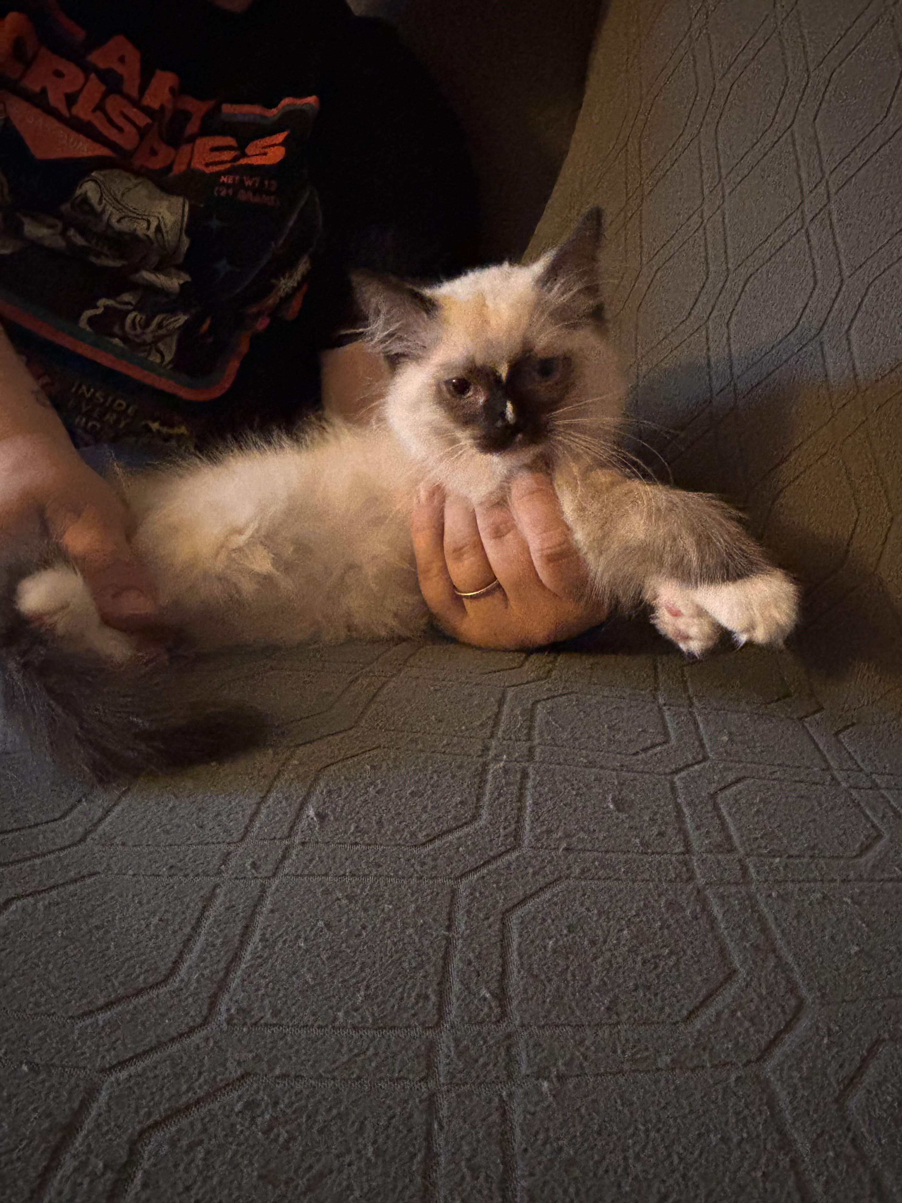 Ragdoll kitten image 1