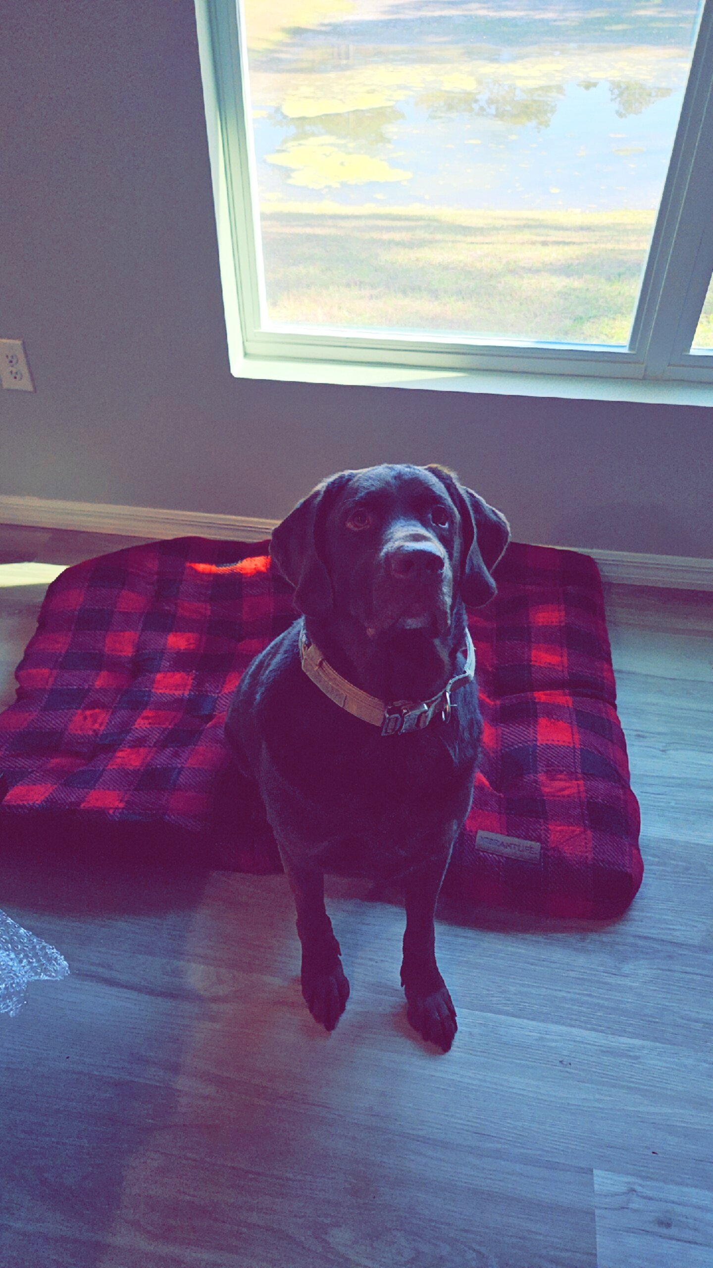Chocolate lab akc pure bred image 2