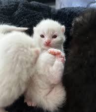 Kitten image 2