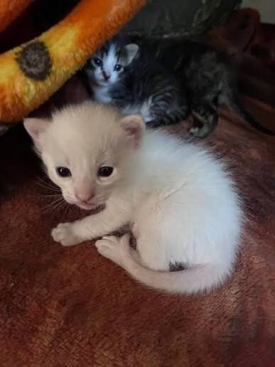 Kitten image 1