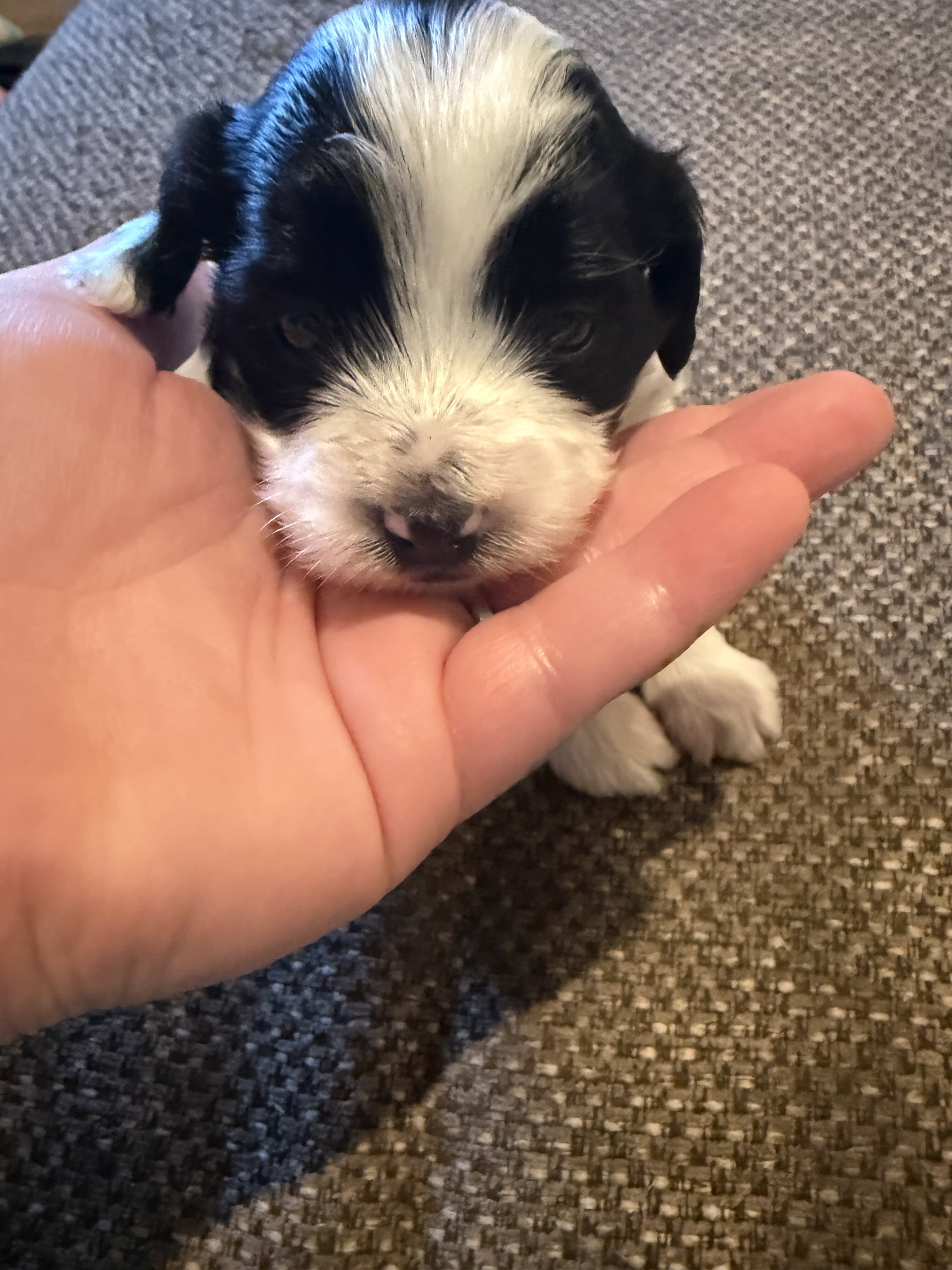 Bichpoos puppies image 10