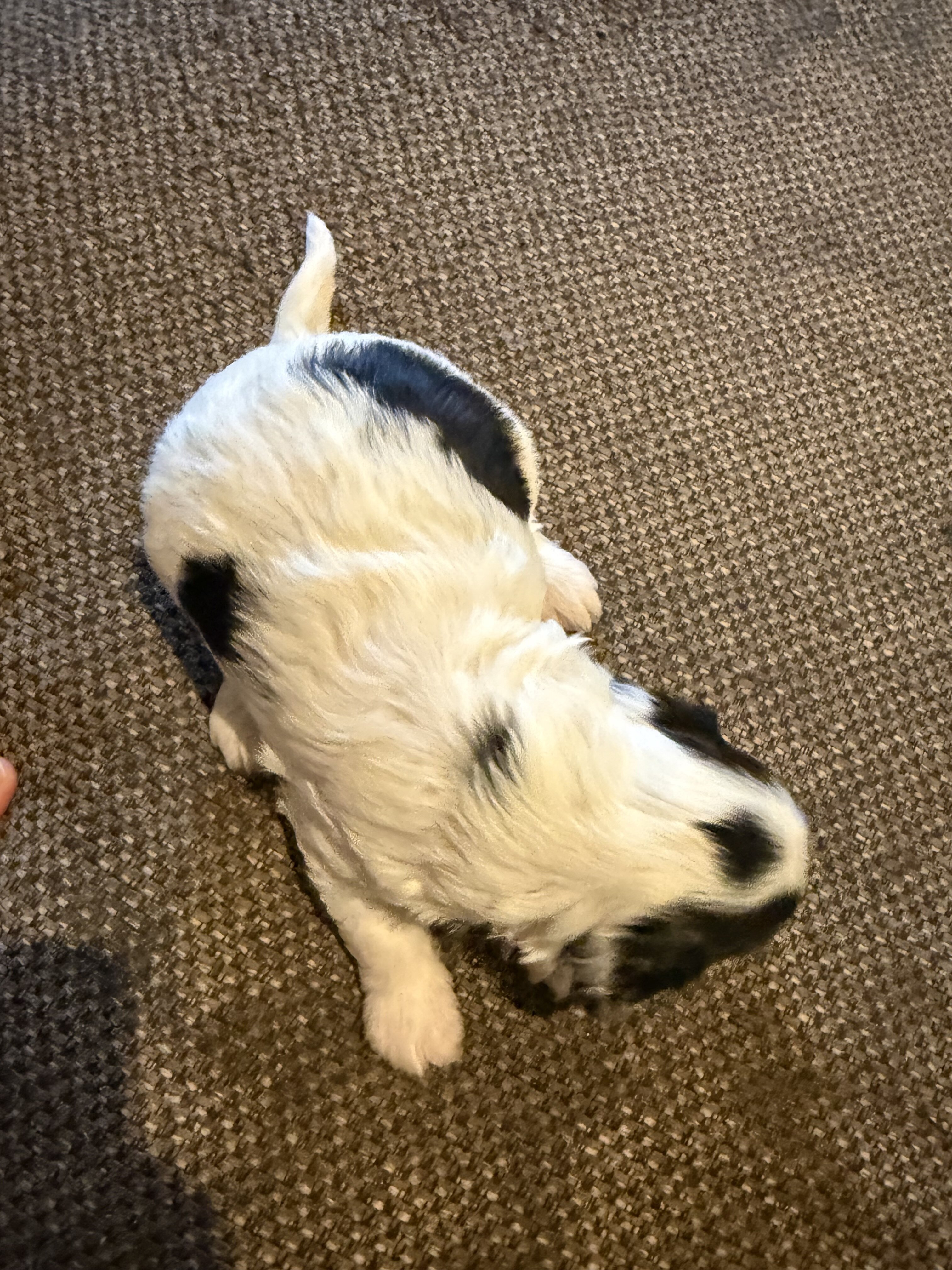 Bichpoos puppies image 9