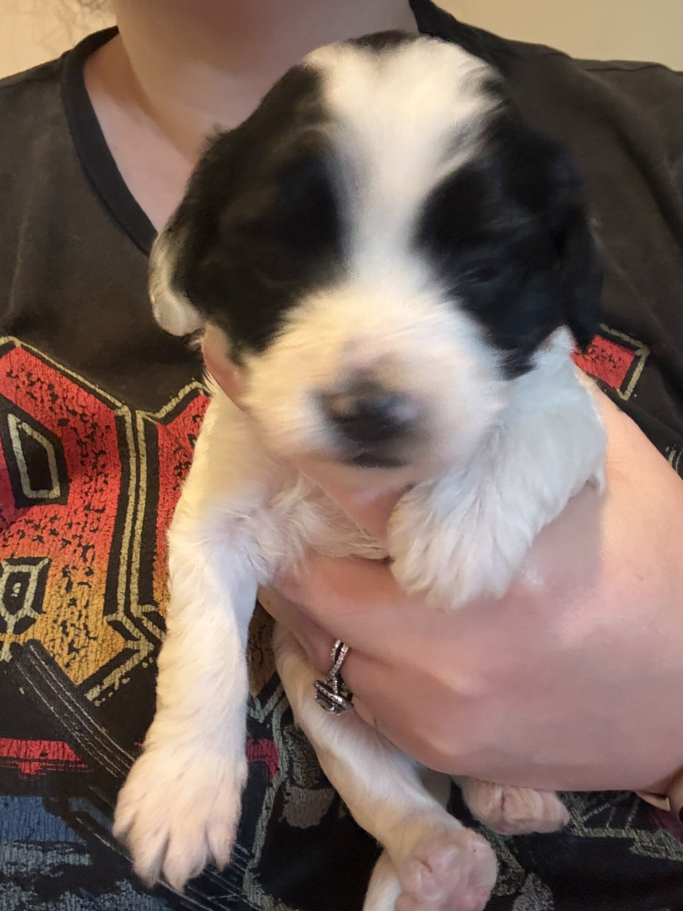 Bichpoos puppies image 8