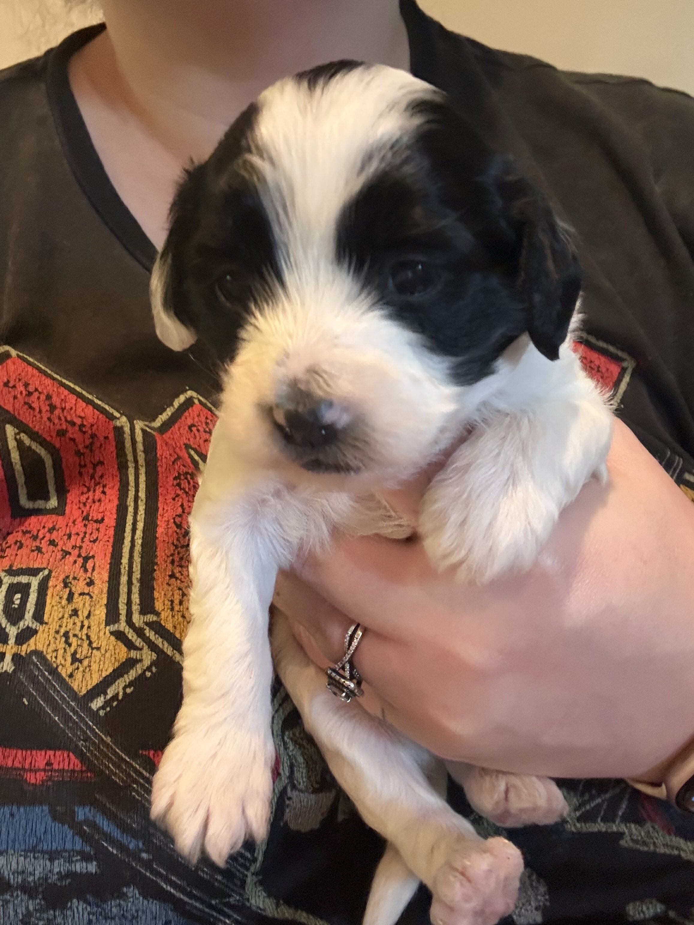Bichpoos puppies image 7