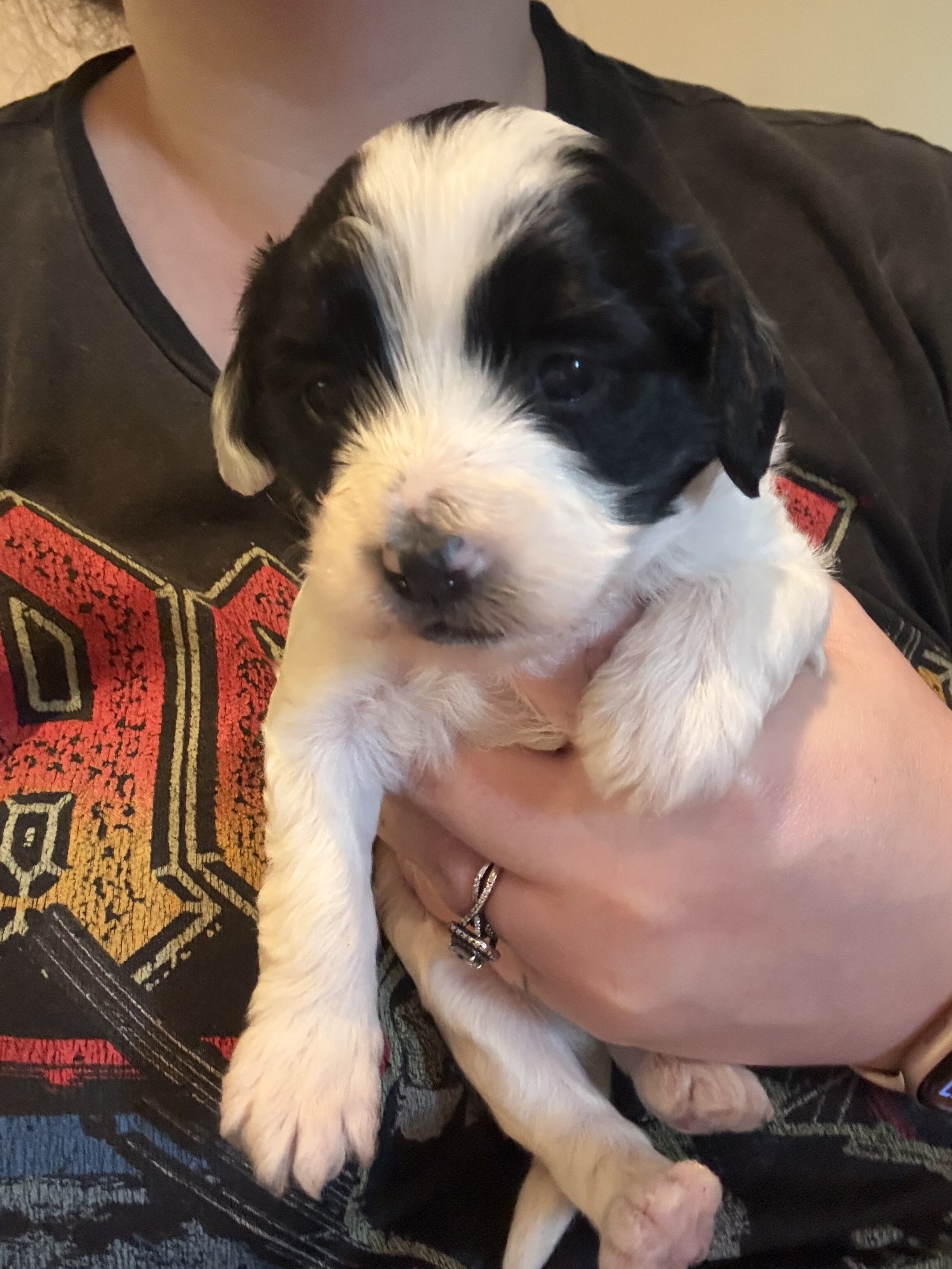 Bichpoos puppies image 6