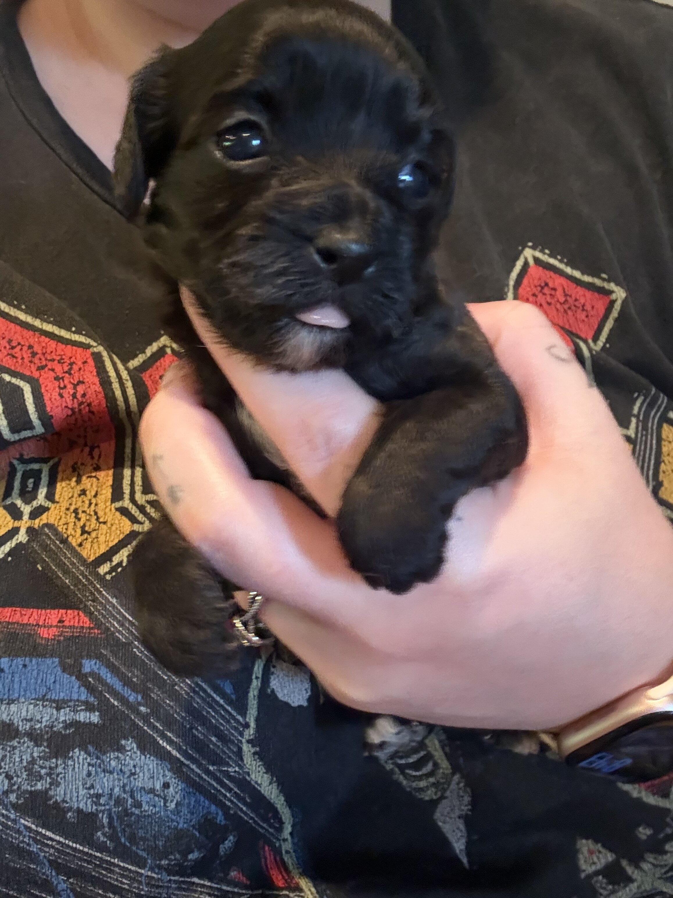 Bichpoos puppies image 5