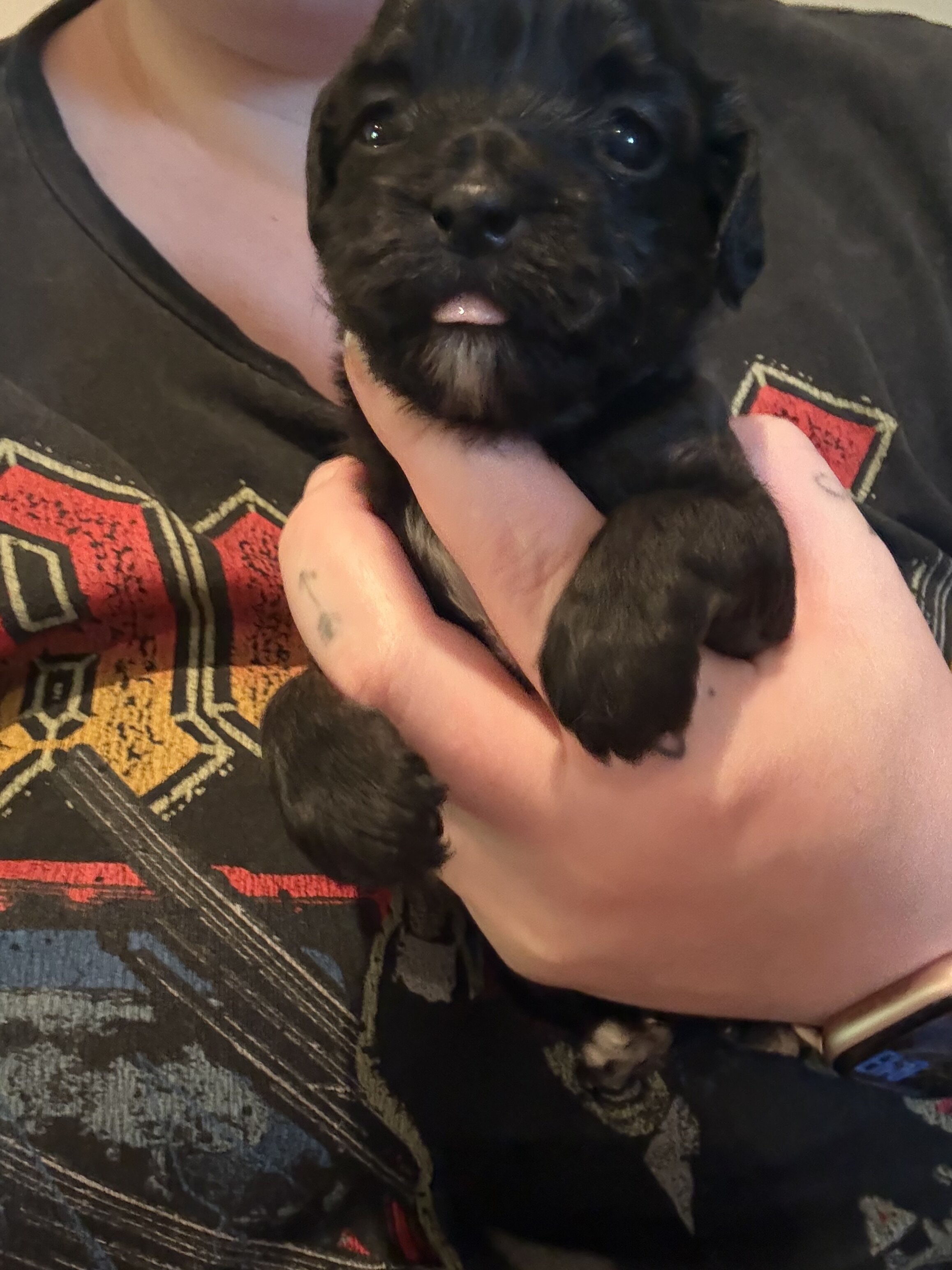 Bichpoos puppies image 4