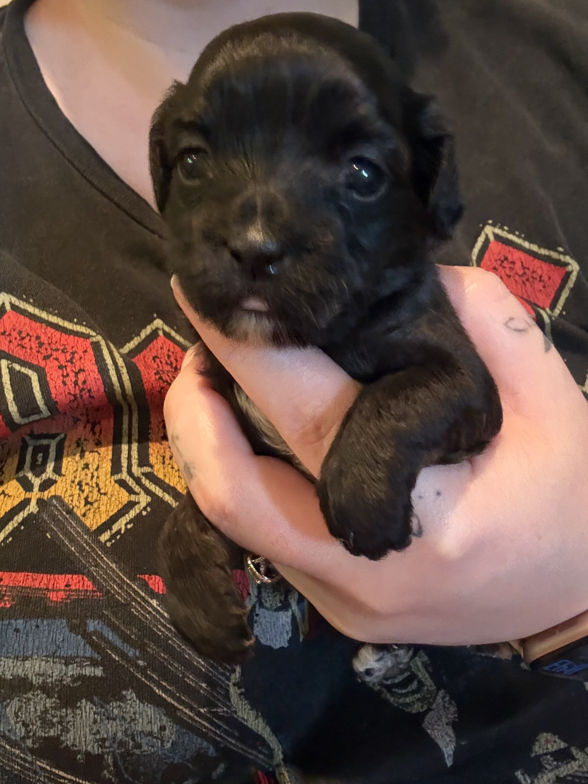 Bichpoos puppies image 3