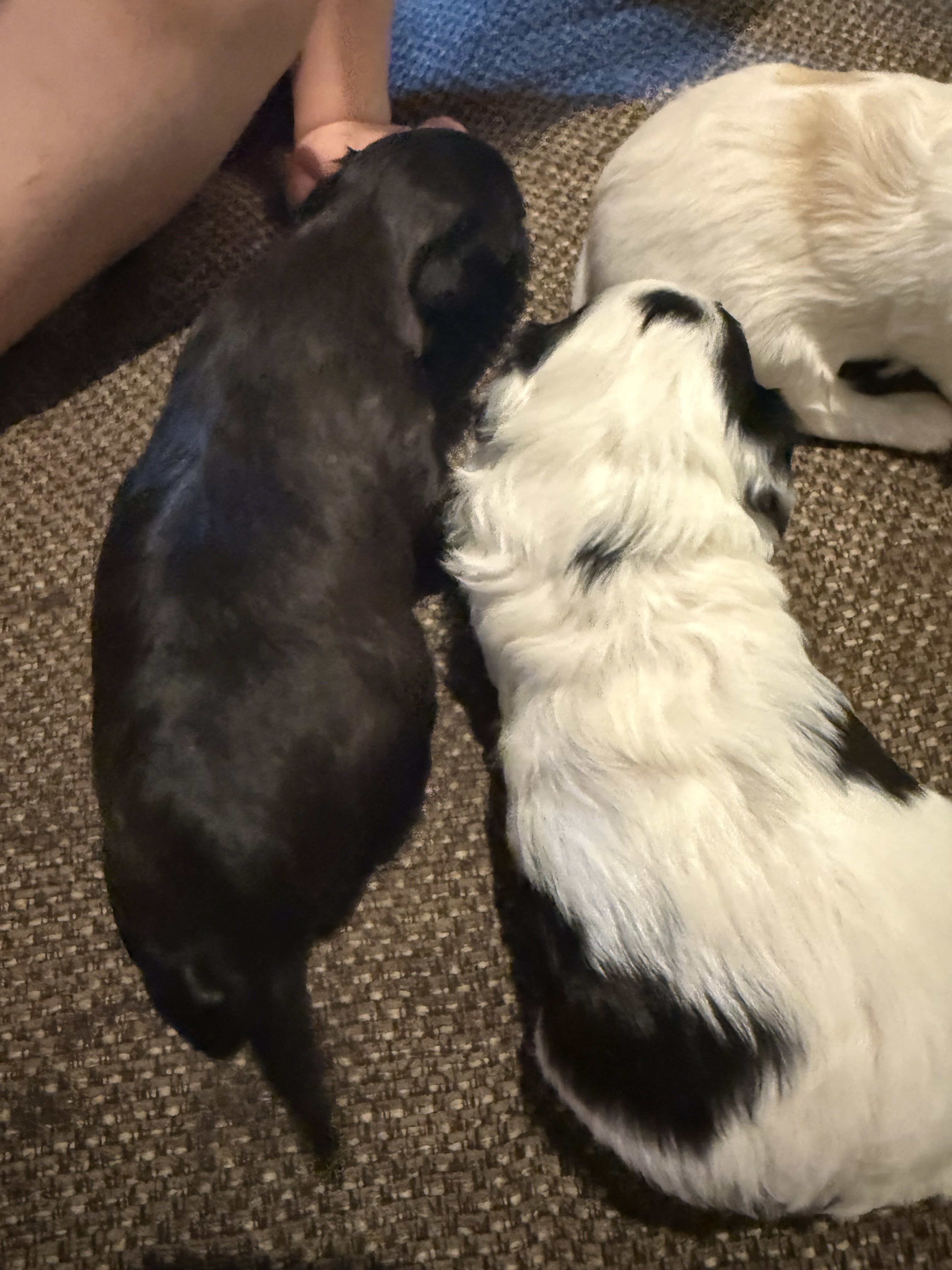 Bichpoos puppies image 2