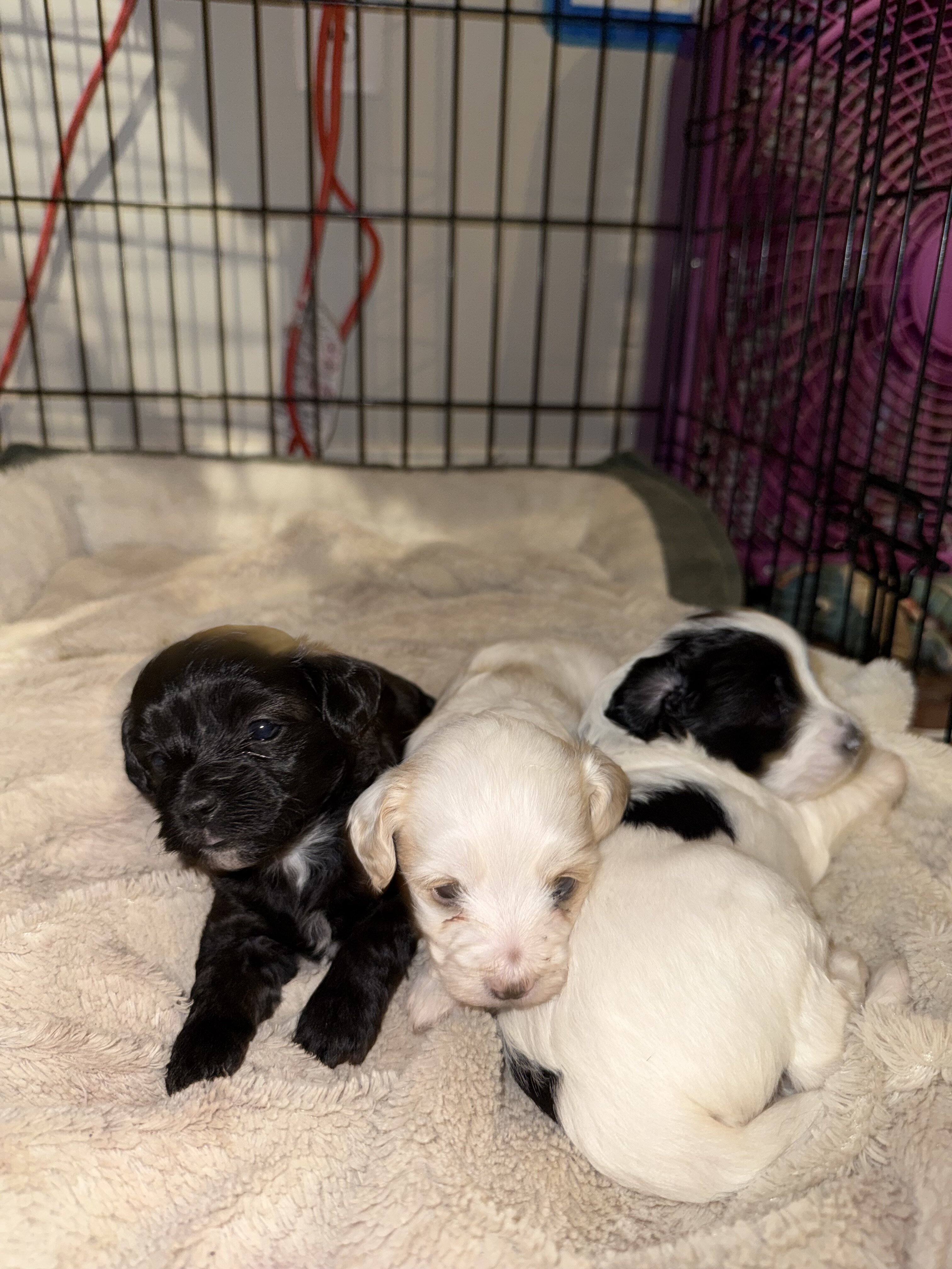Bichpoos puppies image 1