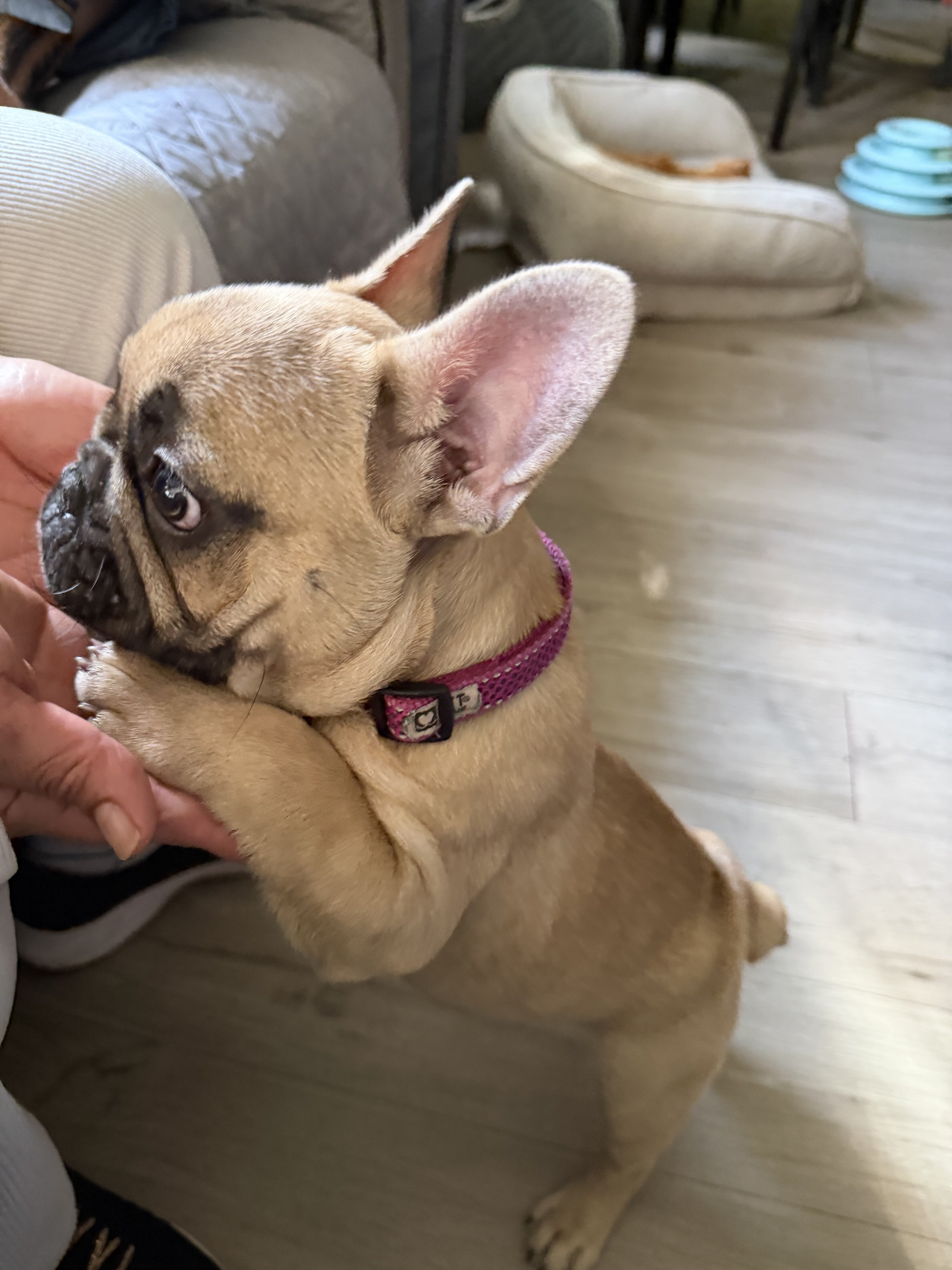 French Bulldog image 1