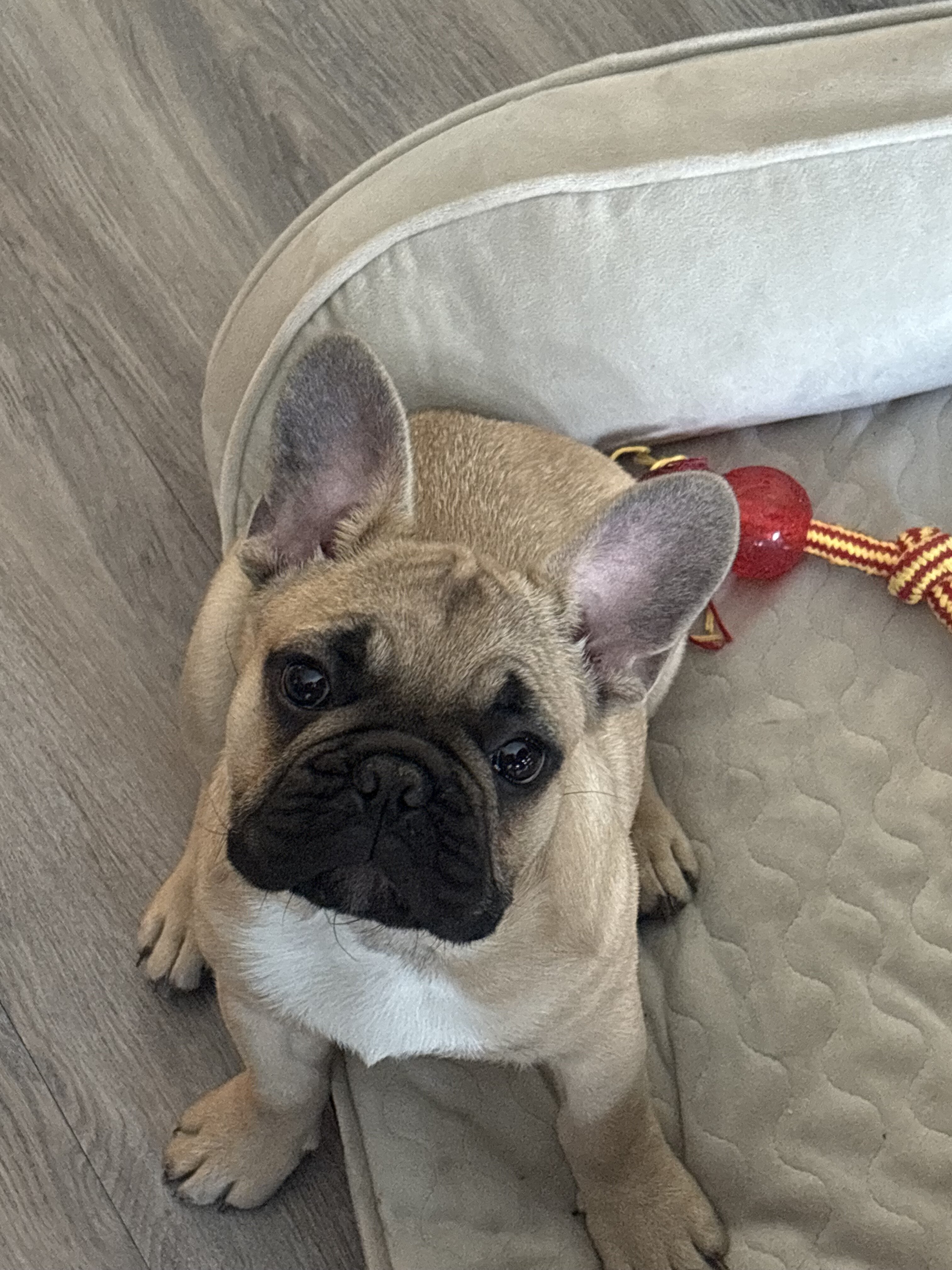 French Bulldog image 2
