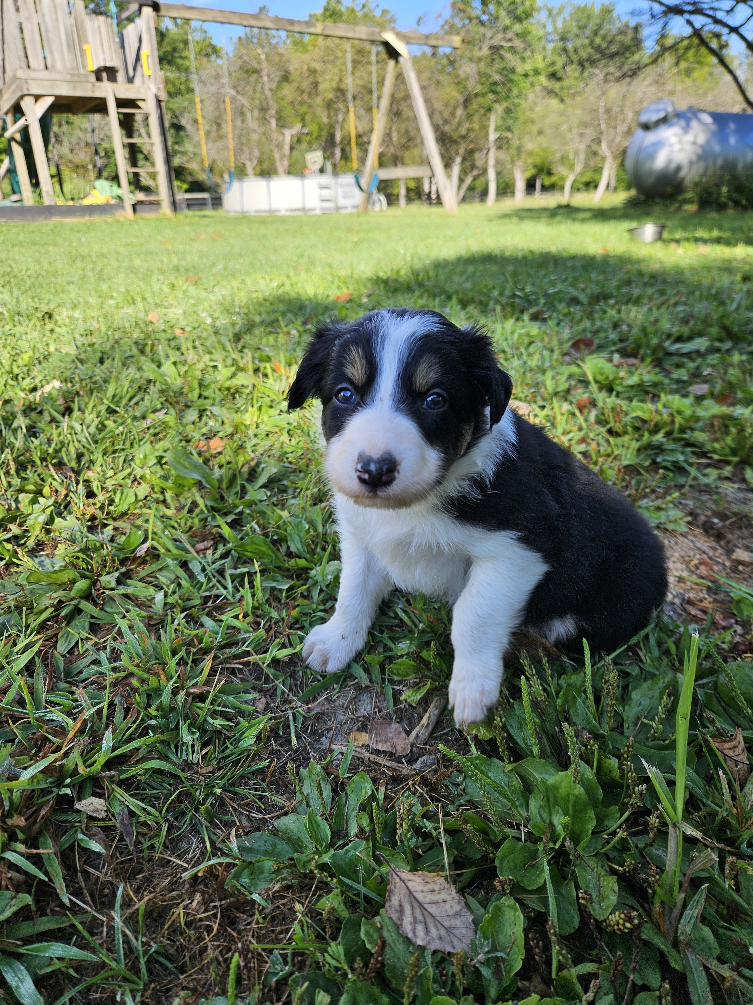 Border collie puppies image 4